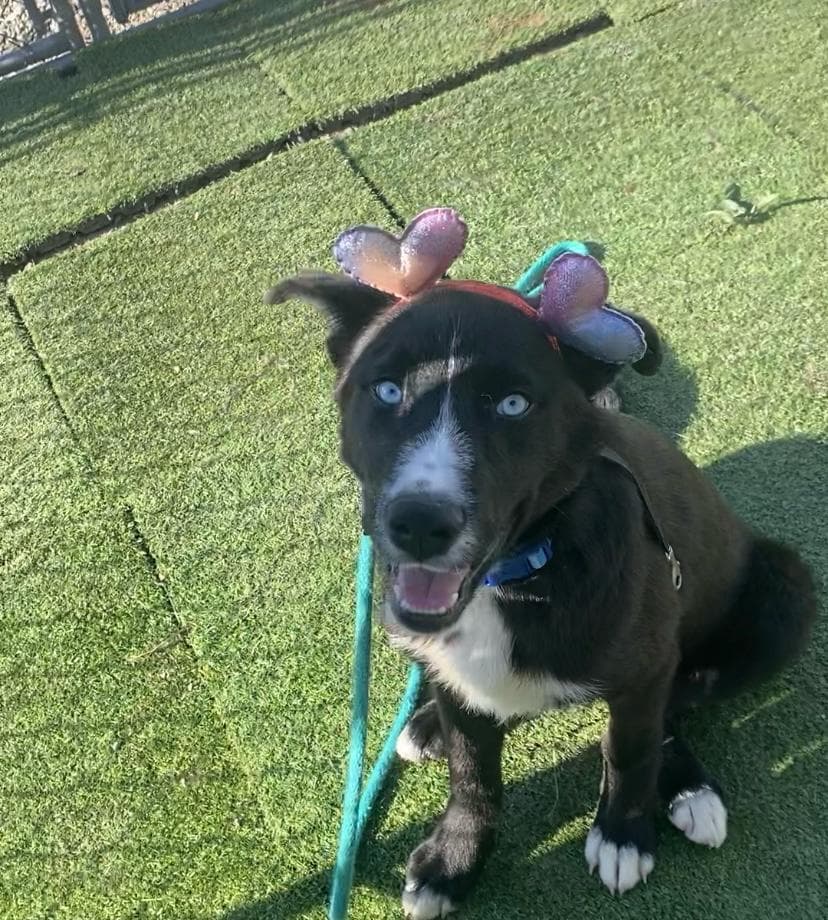 Topaz - Shepherd Mix available for adoption in Calgary