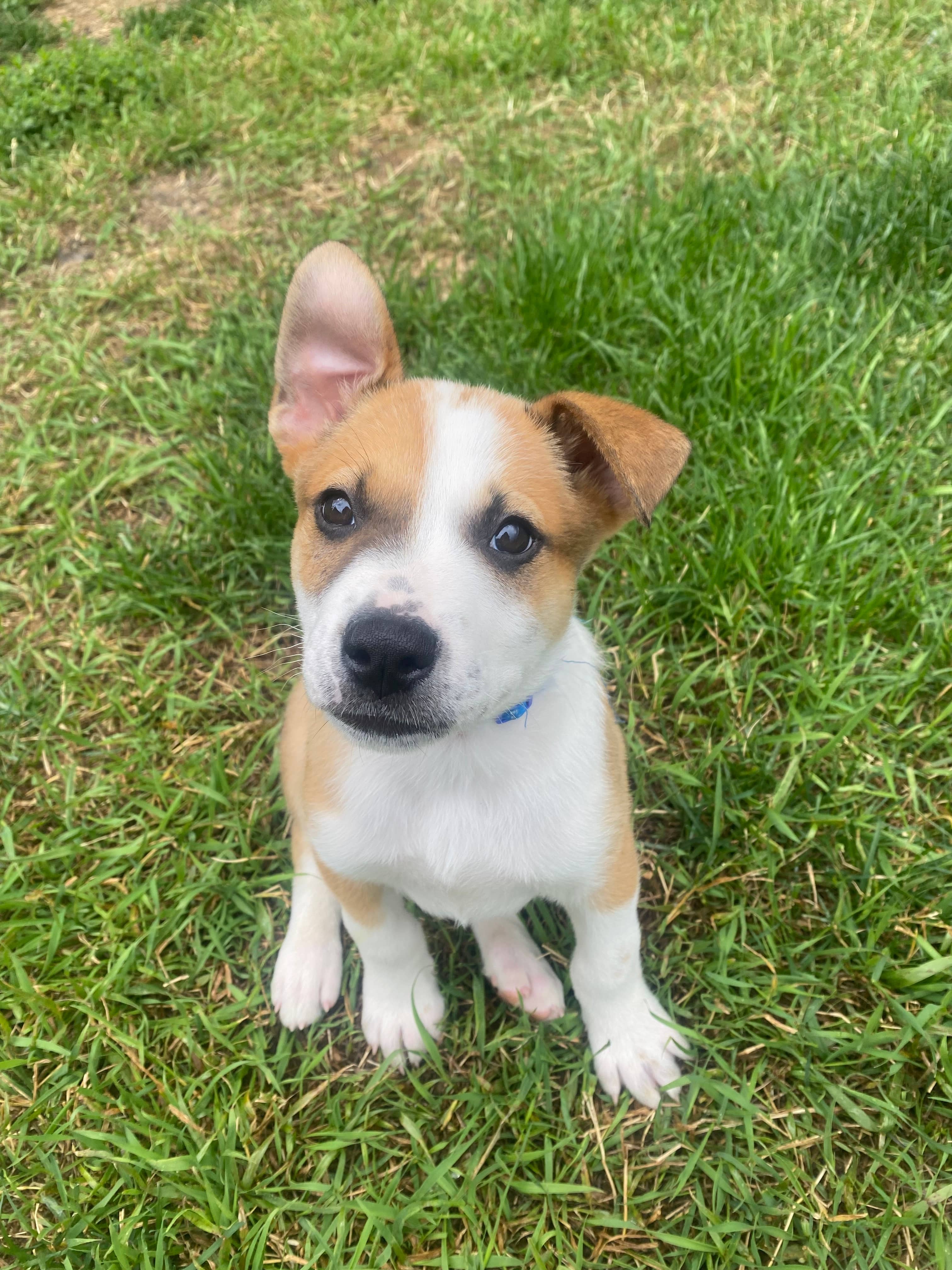 Paulie Walnuts - Pit Bull Terrier Mix available for adoption