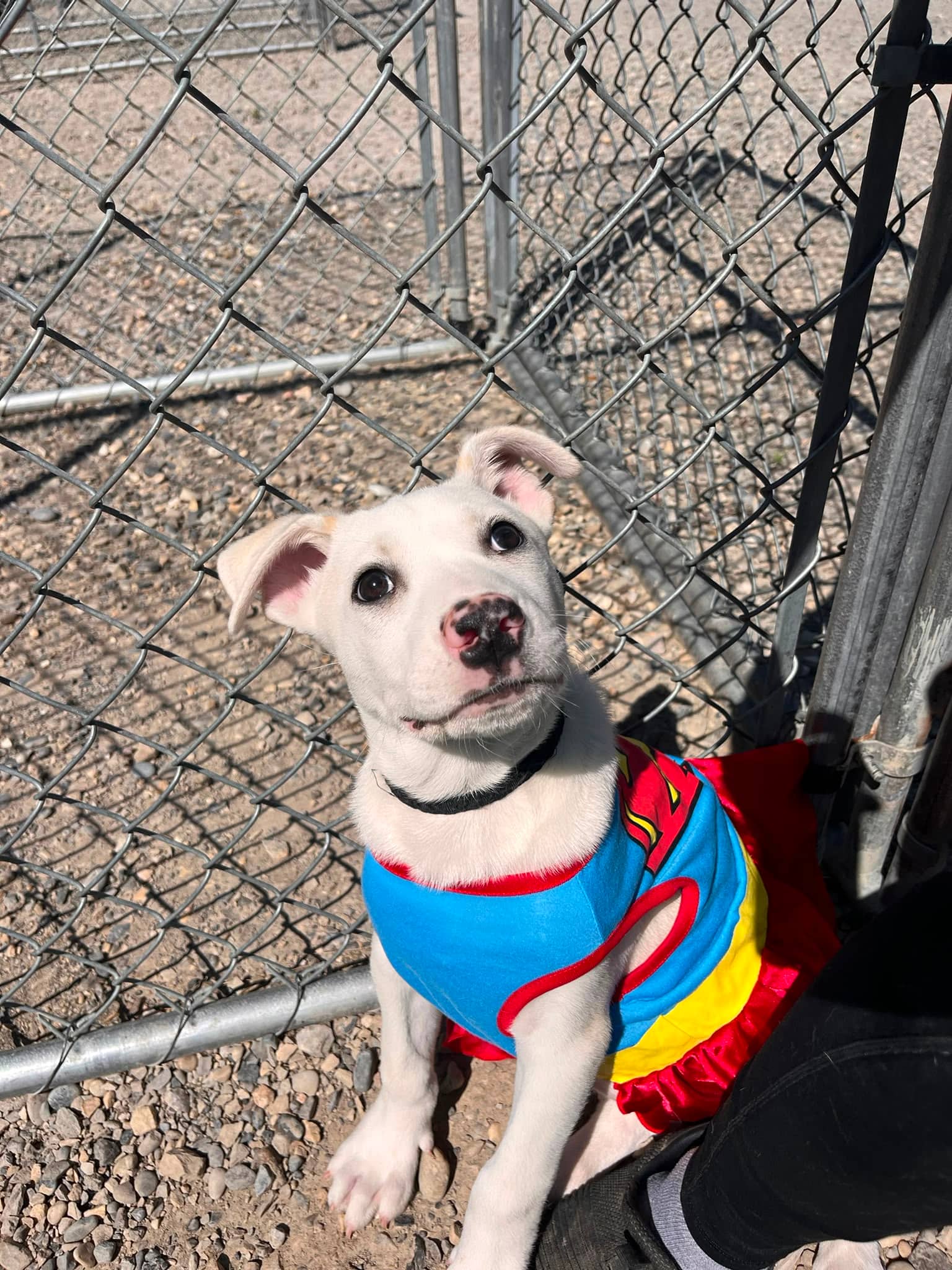 Meadow - Pit Bull Terrier Mix available for adoption