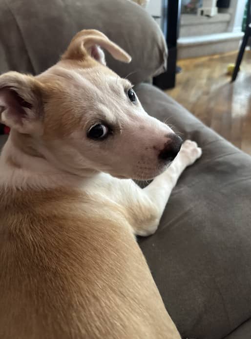 Livia - Pit Bull Terrier Mix available for adoption