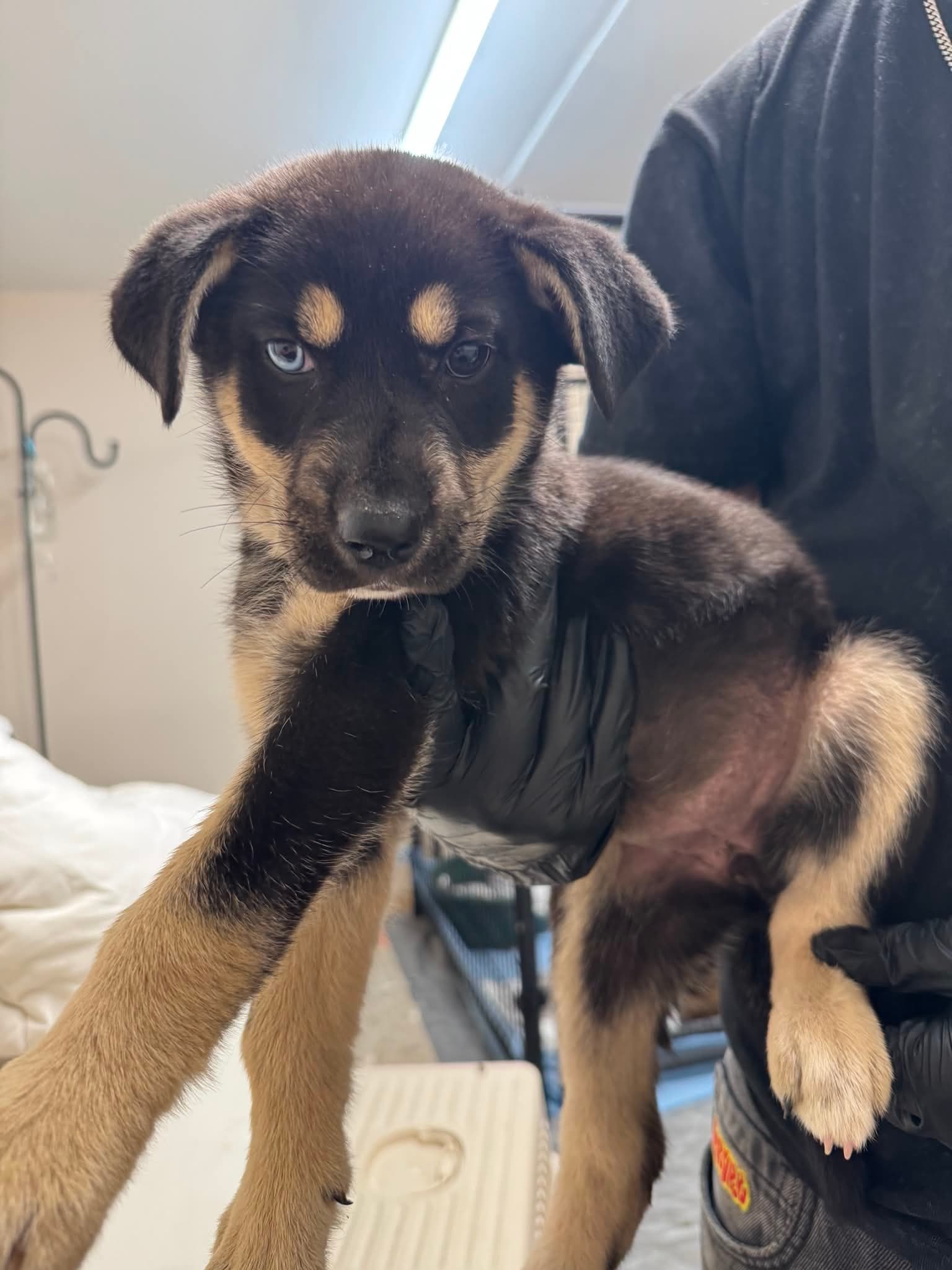 Temple - Shepherd Mix available for adoption