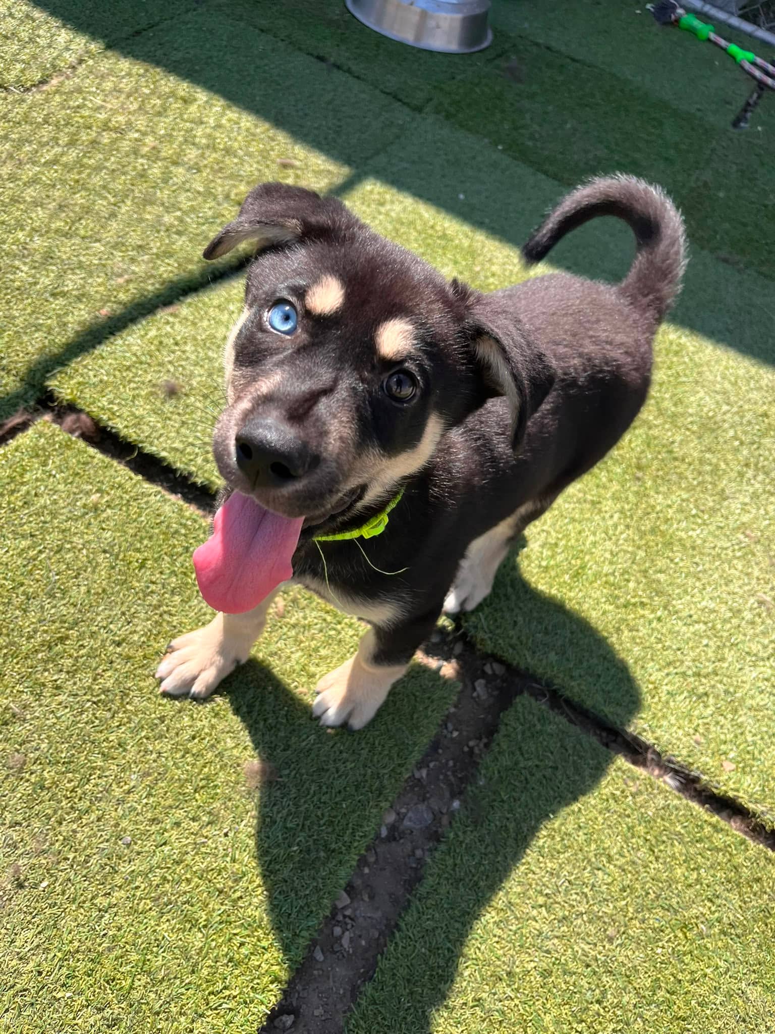 Temple - Shepherd Mix available for adoption