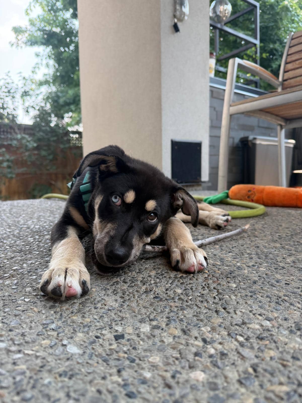 Temple - Shepherd Mix available for adoption