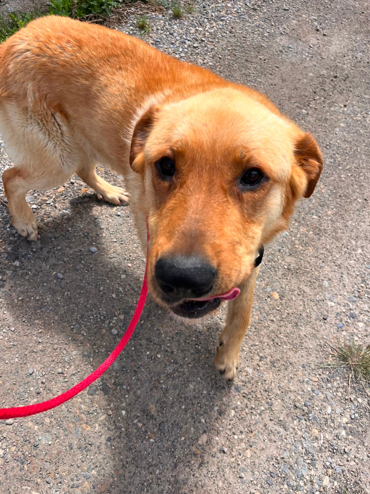 Lenny - Shepherd Mix available for adoption