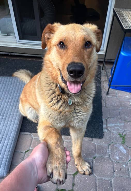Lenny - Shepherd Mix available for adoption