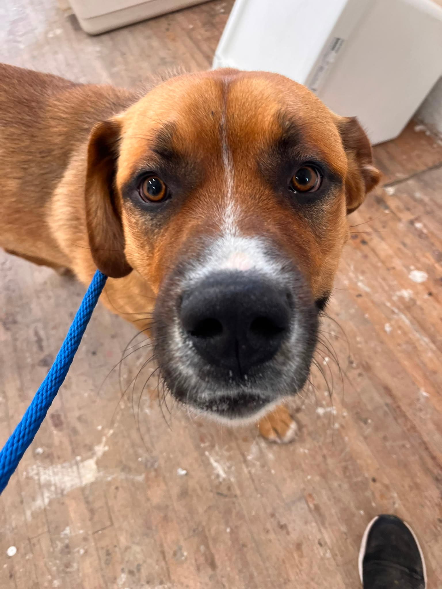 Jace - Mastiff Mix available for adoption