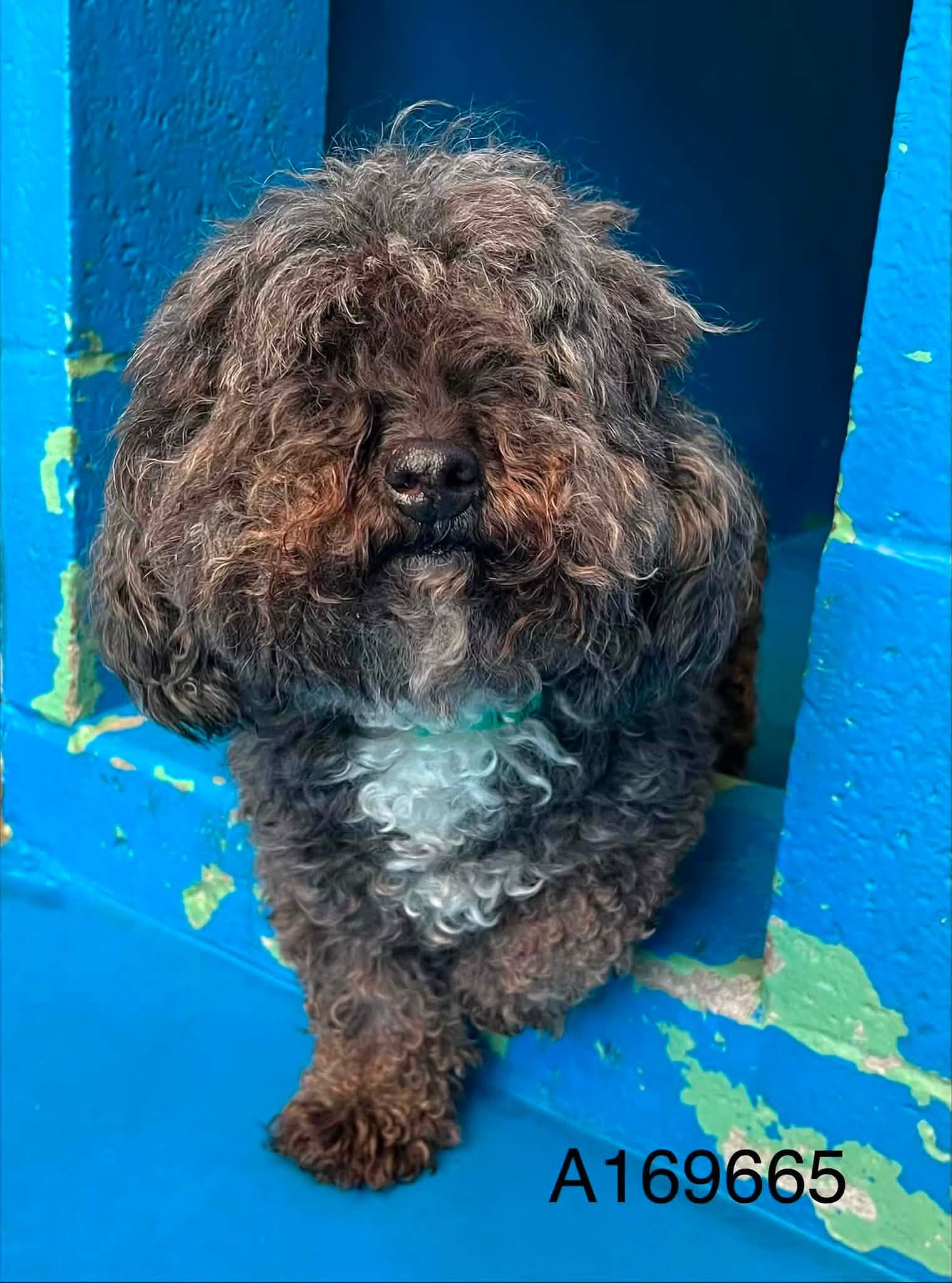 Deputy Glitters - Miniature Poodle Mix available for adoption at BARCS Rescue in Calgary