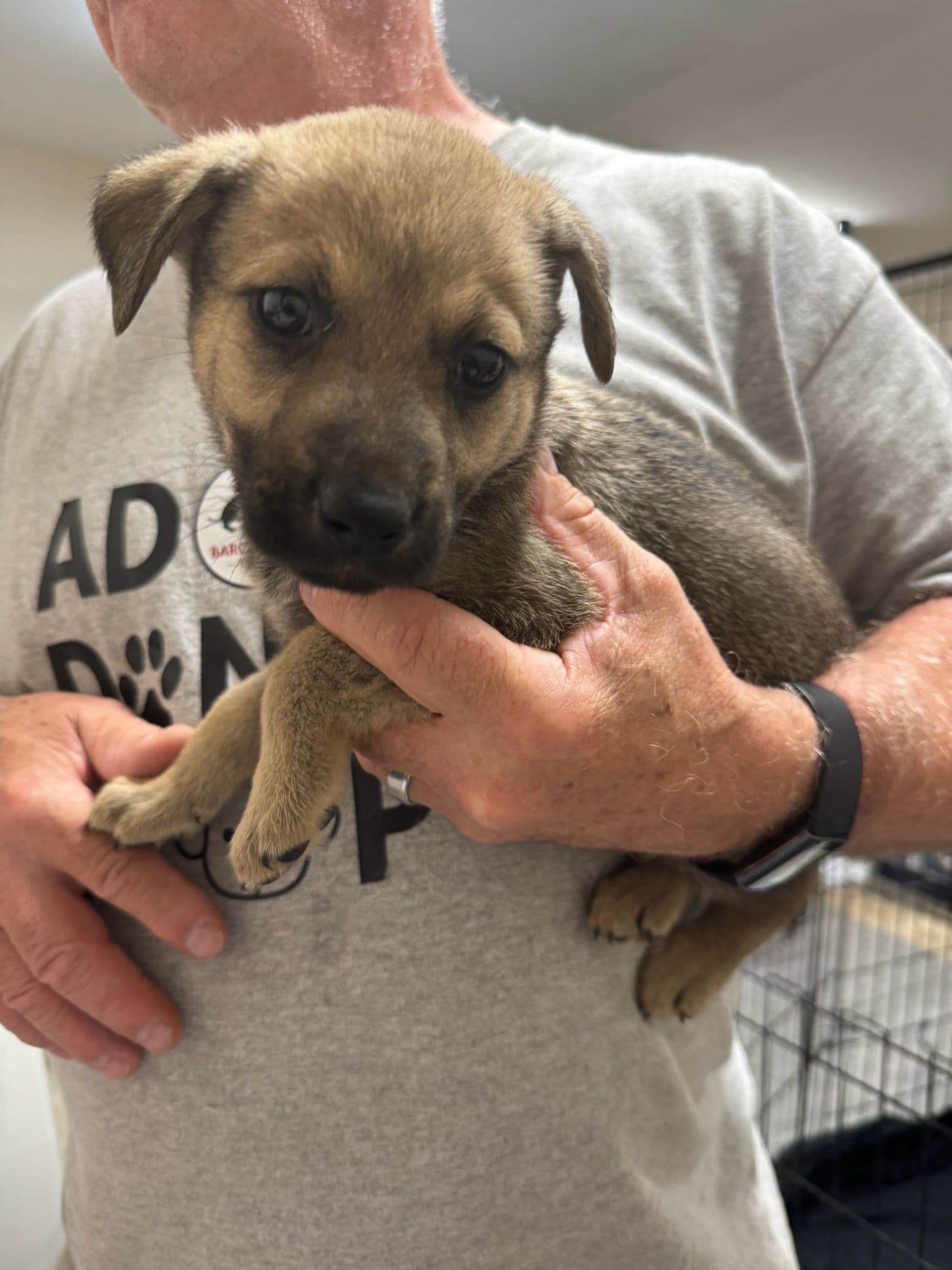 Cascade - Shepherd Mix available for adoption at BARCS Rescue in Calgary
