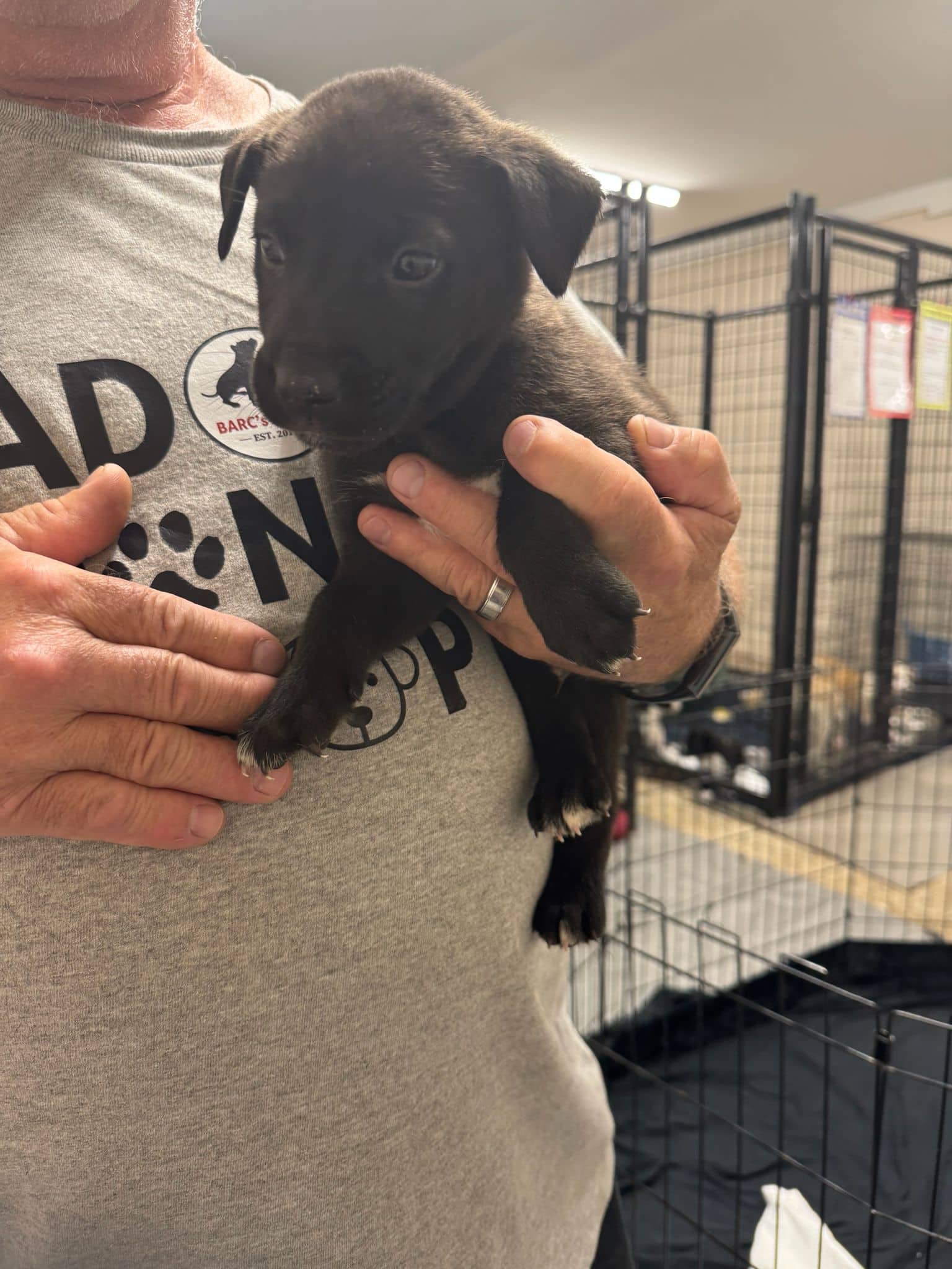 Rundle - Shepherd Mix available for adoption