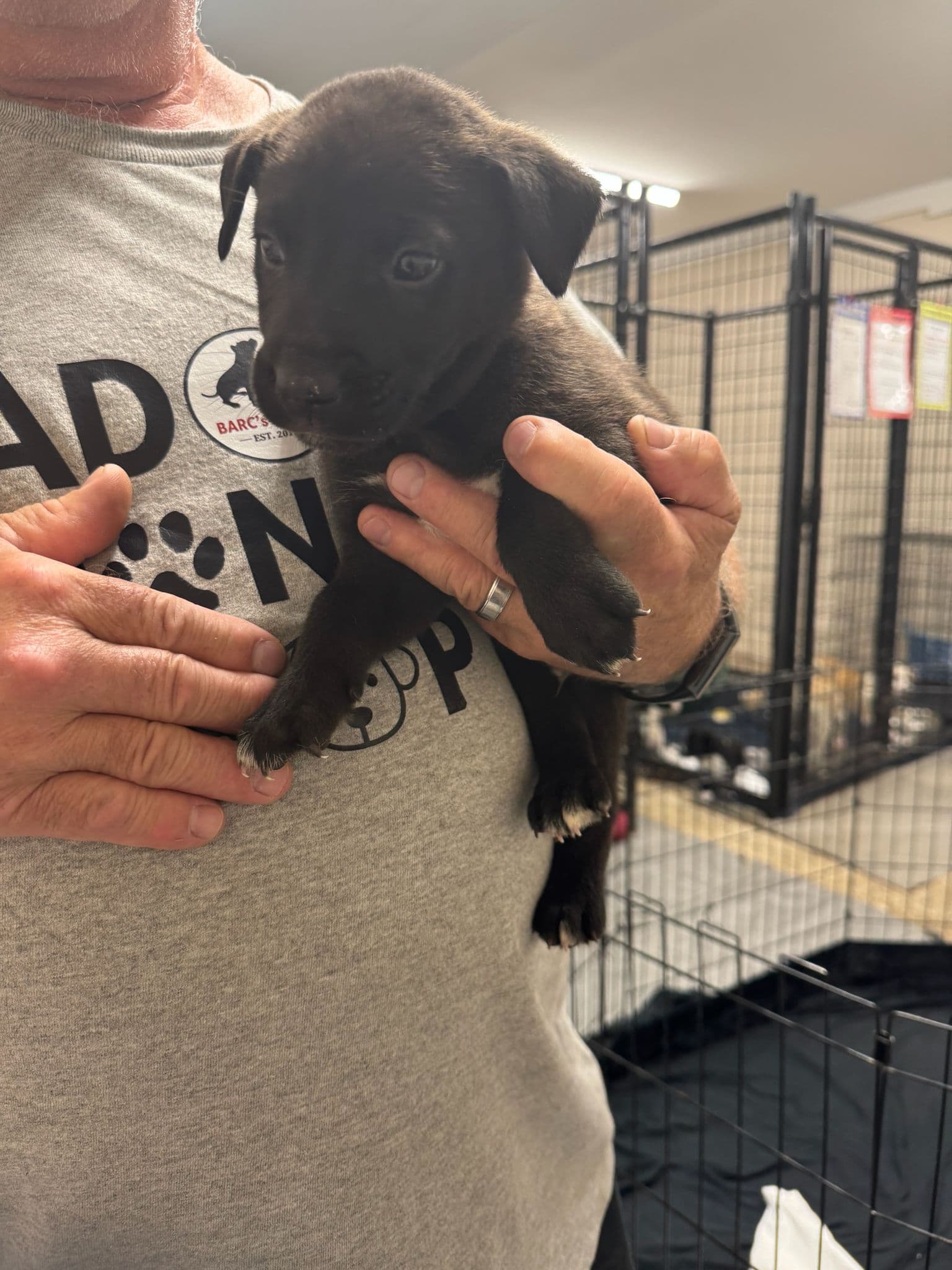 Rundle - Shepherd Mix available for adoption at BARCS Rescue in Calgary