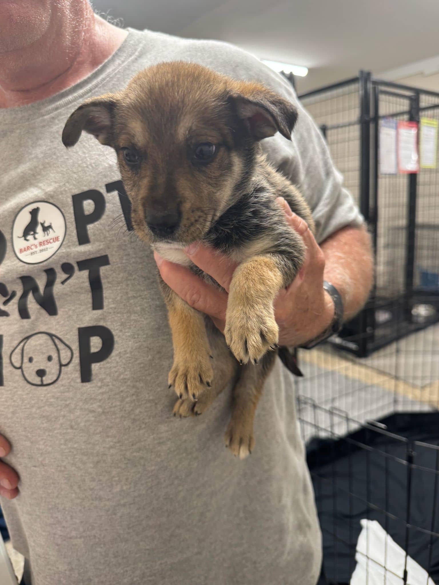Golden - Shepherd Mix available for adoption