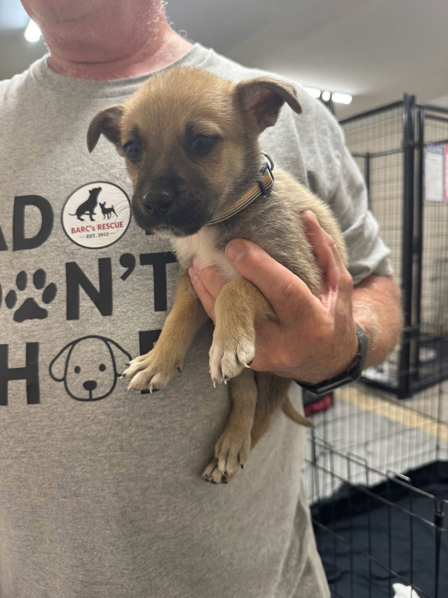 Kidd - Shepherd Mix available for adoption