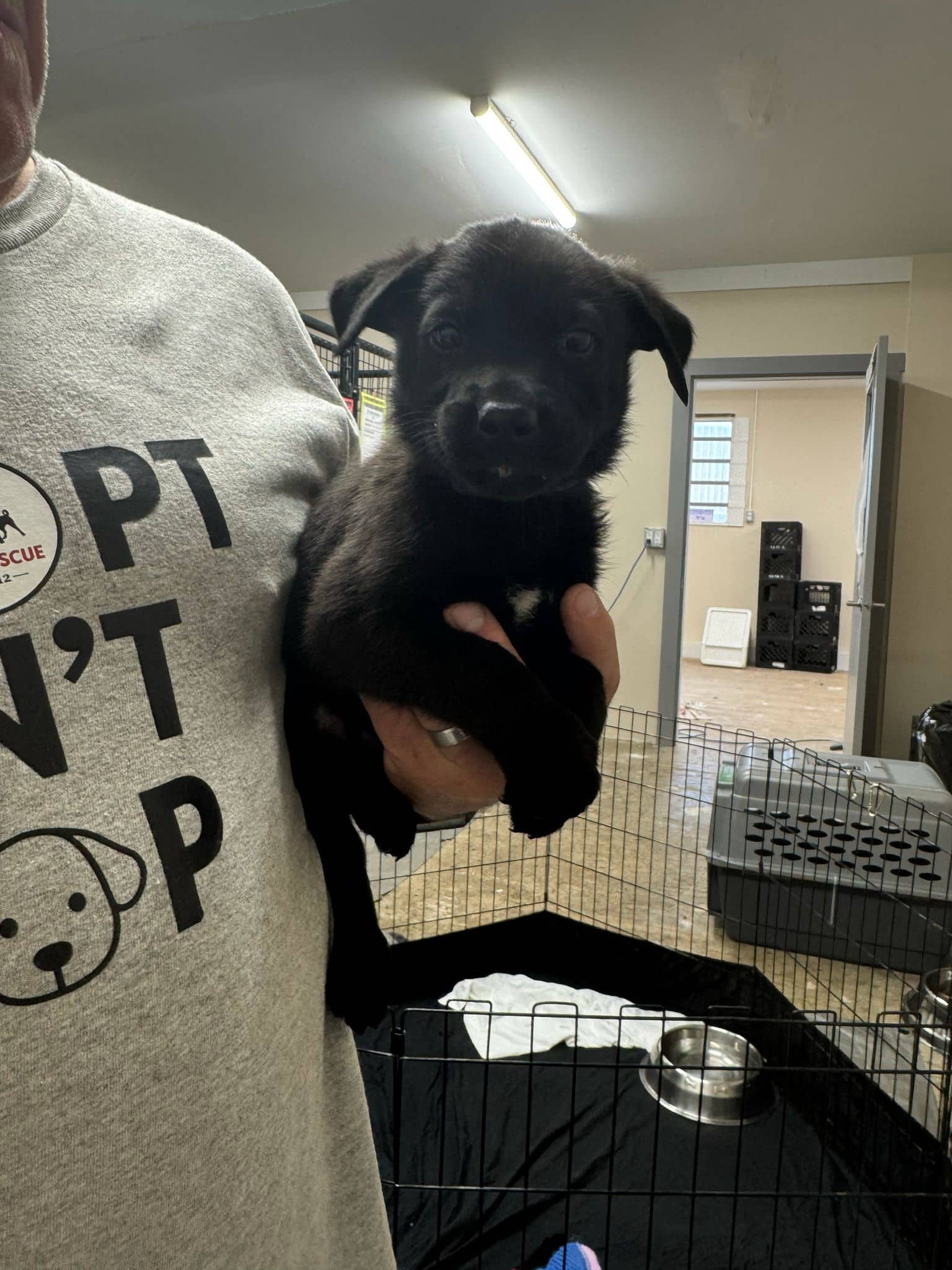 Robson - Shepherd Mix available for adoption