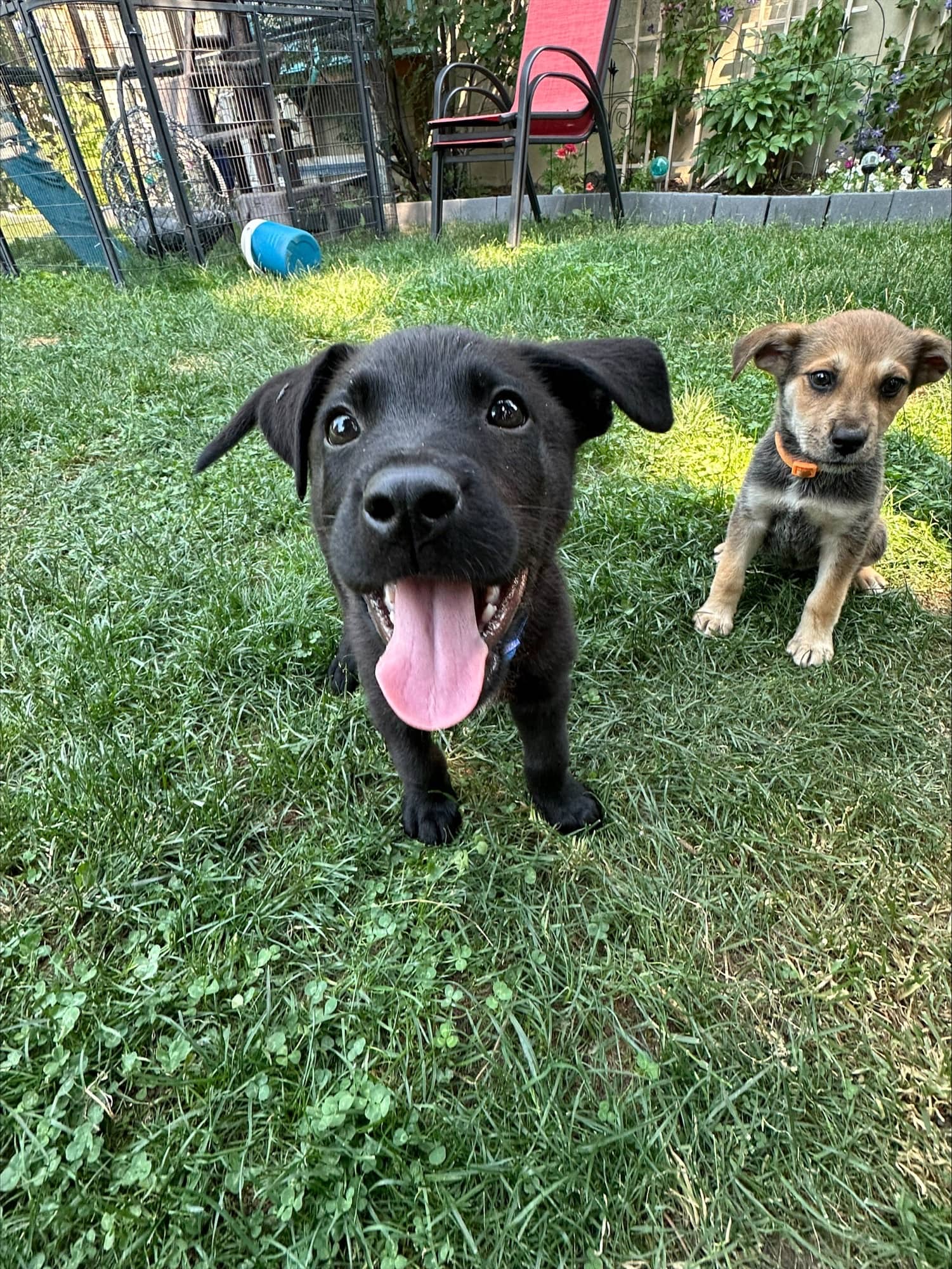 Robson - Shepherd Mix available for adoption