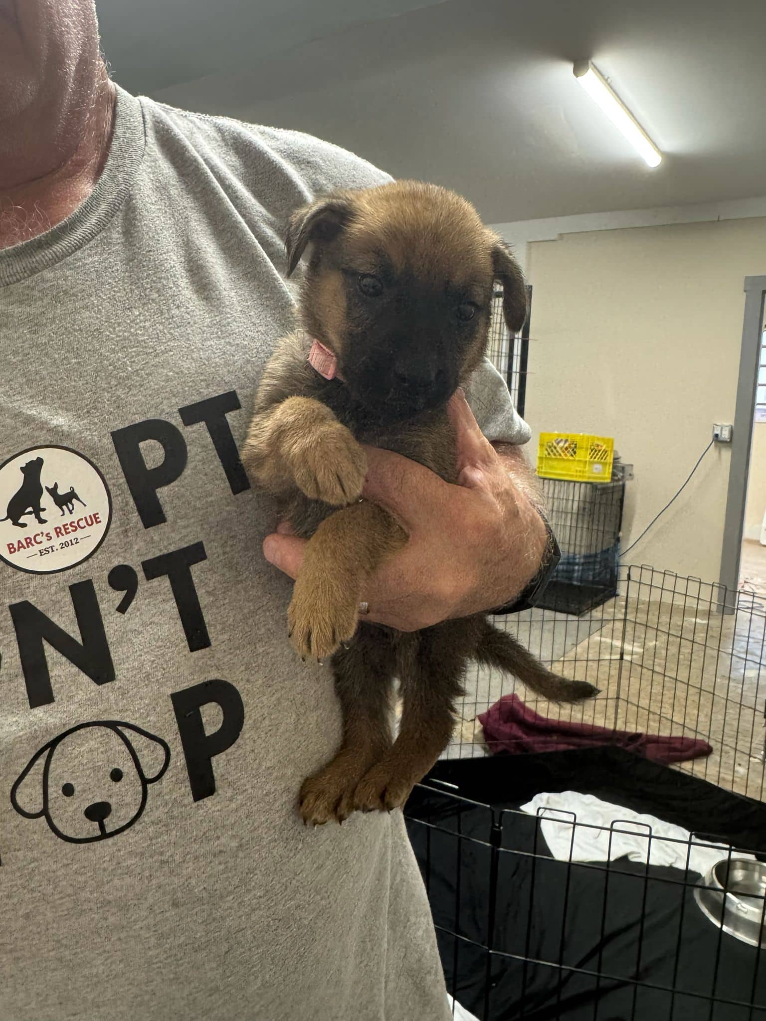 Conway - Shepherd Mix available for adoption