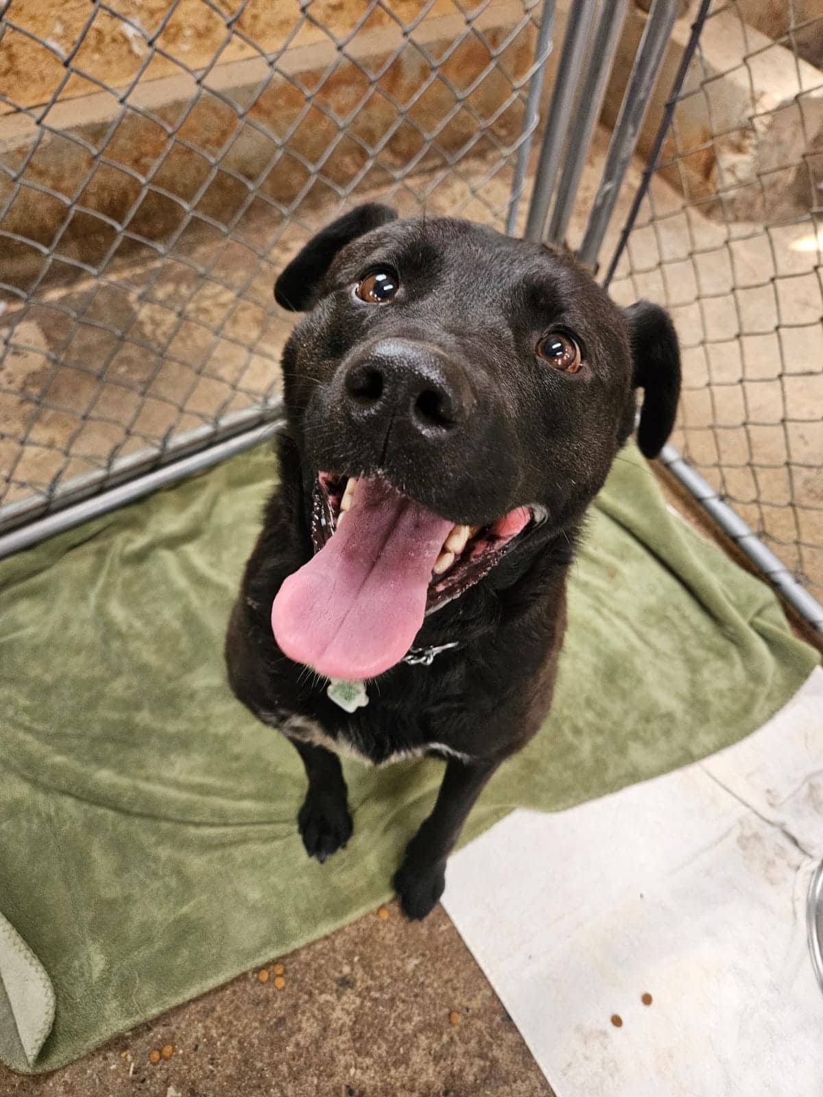 Skip - Lab Mix available for adoption