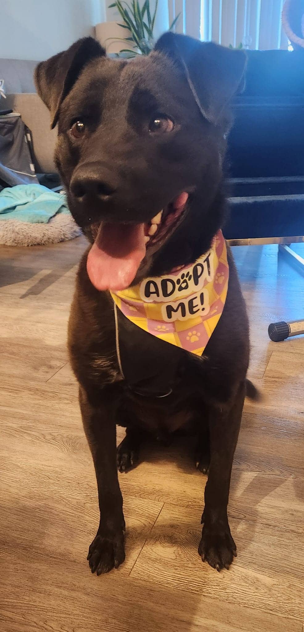 Skip - Lab Mix available for adoption