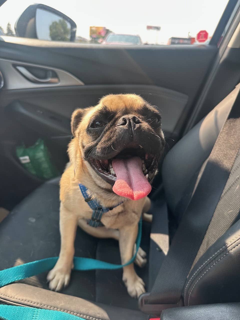 Watermelon - Pug Mix available for adoption in Alberta