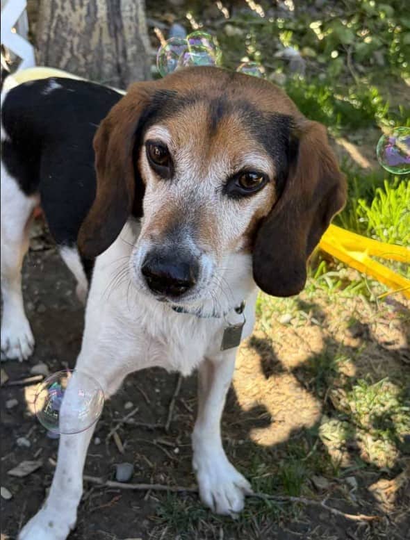 Joey - Beagle available for adoption