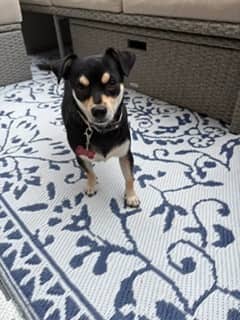 Gilbert - Chiweenie/Rat Terrier Mix available for adoption in Alberta