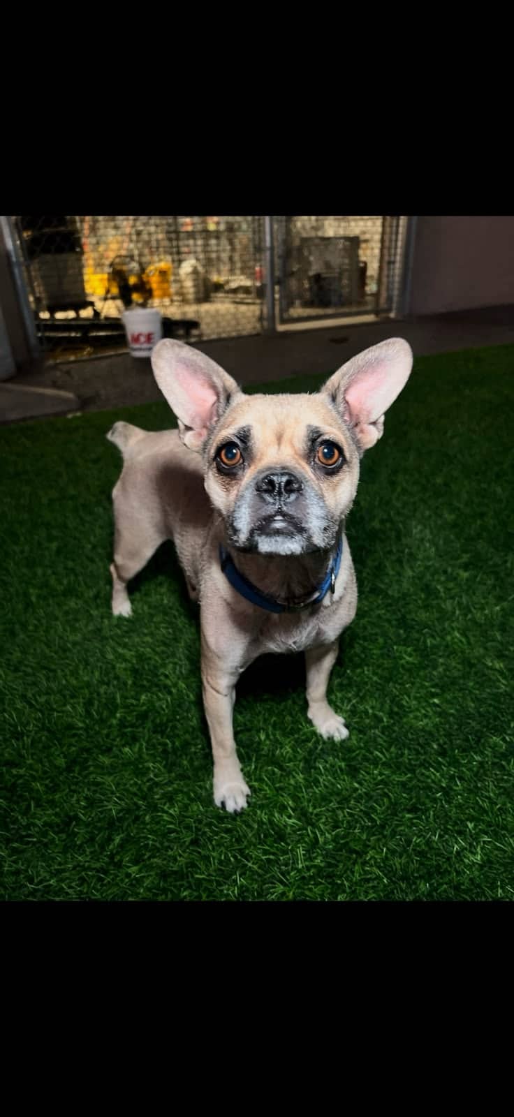 Page - French Bulldog Mix available for adoption