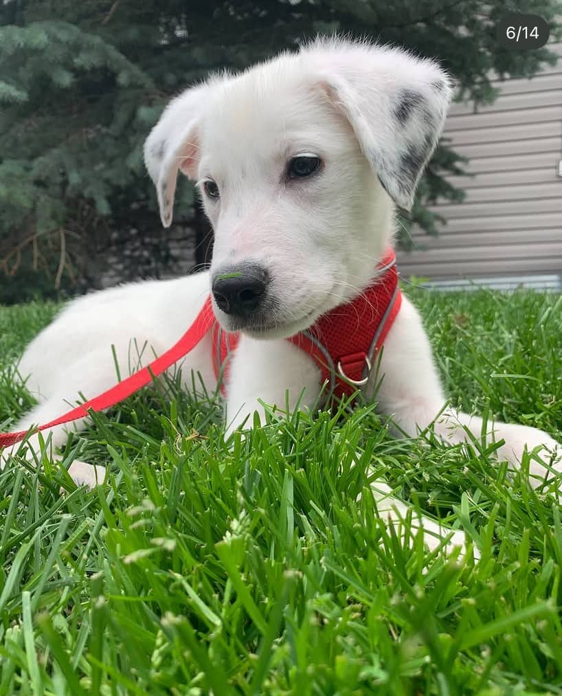 Lightning - Great Pyrenees/Pit Bull Terrier Mix available for adoption in Alberta