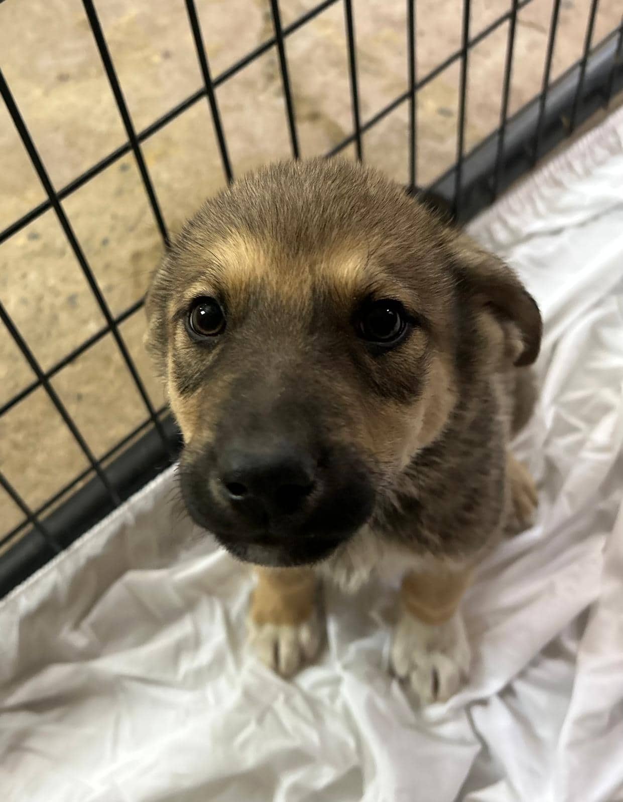 Zeke - Shepherd Mix available for adoption