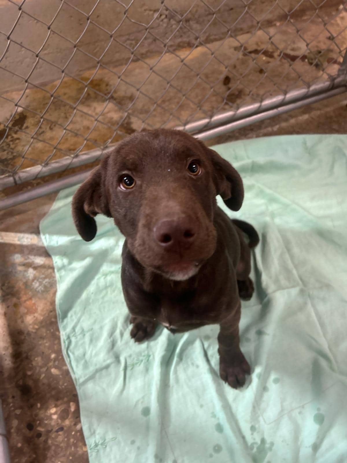 Larry - Lab/Pit Bull Terrier Mix available for adoption