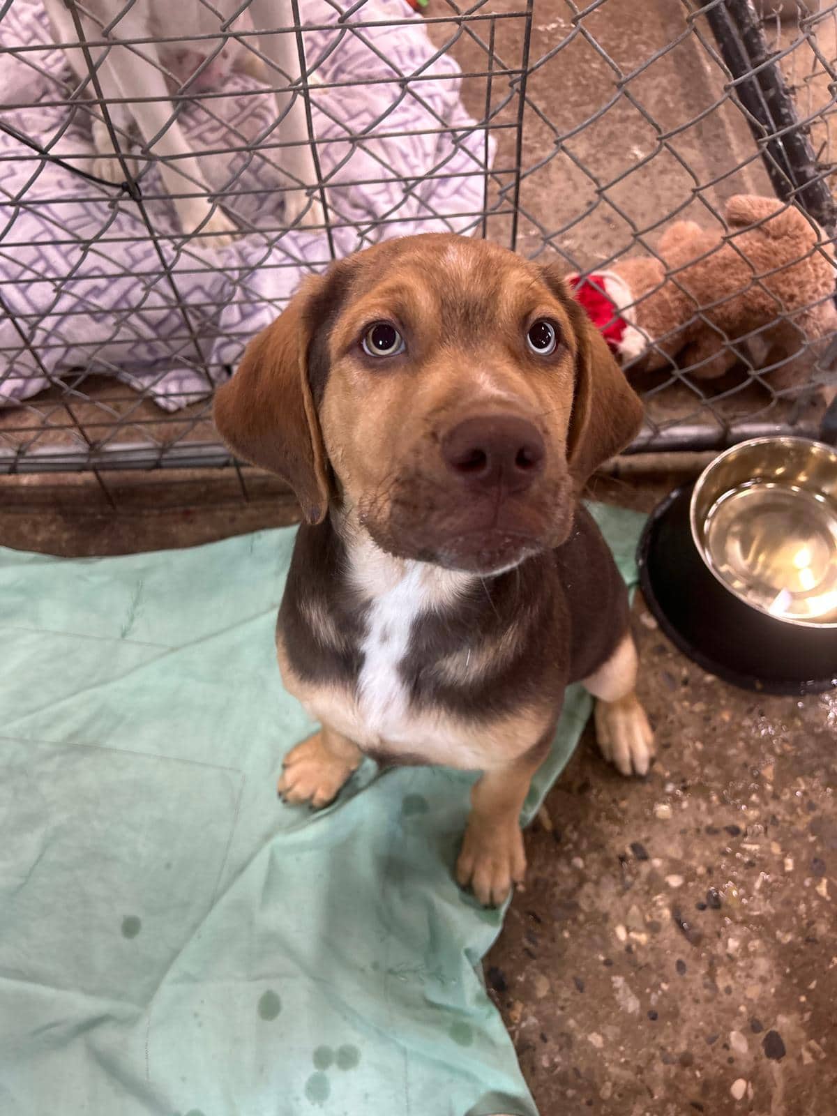Lloyd - Lab/Pit Bull Terrier Mix available for adoption