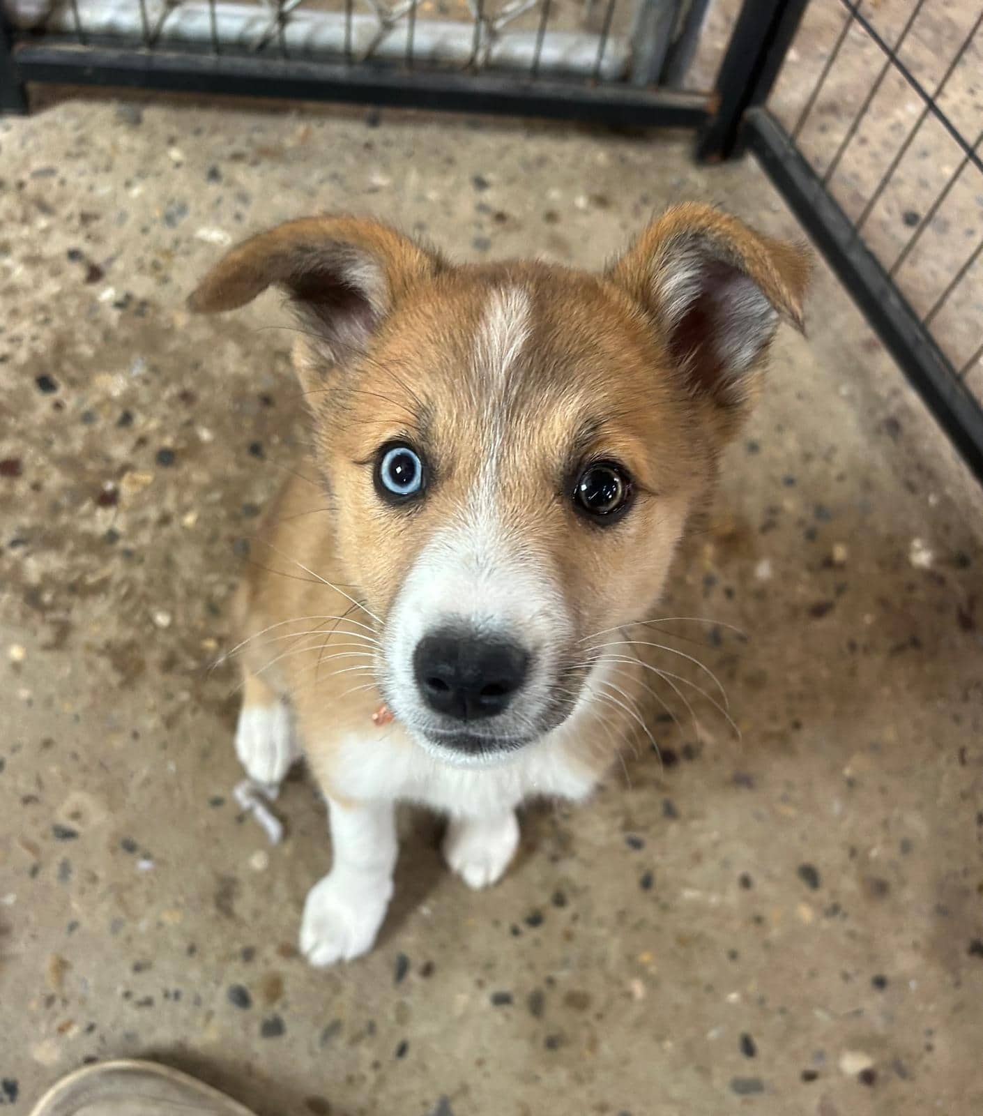 Romy - Shepherd/Husky Mix available for adoption