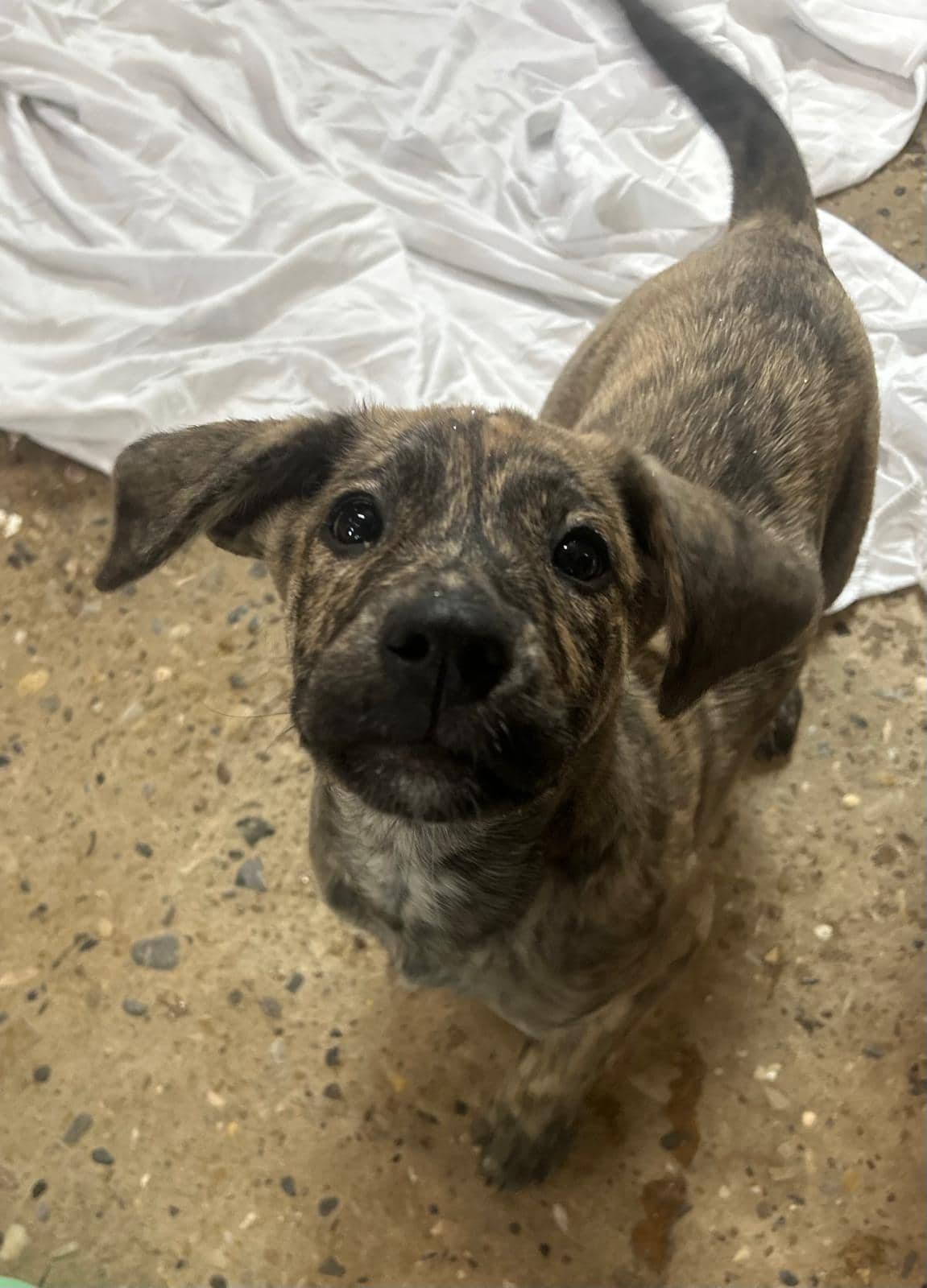 Dexy - Shepherd/Lab Mix available for adoption