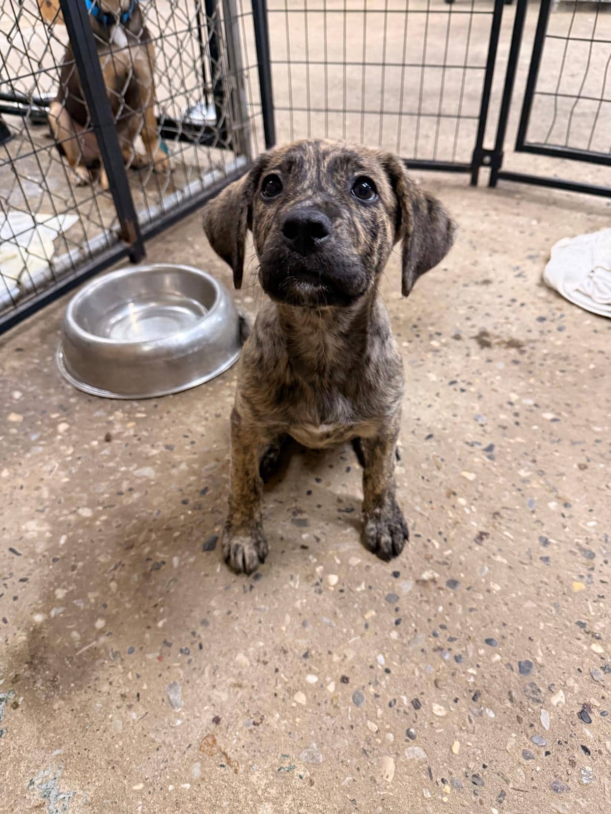 Dexy - Shepherd/Lab Mix available for adoption