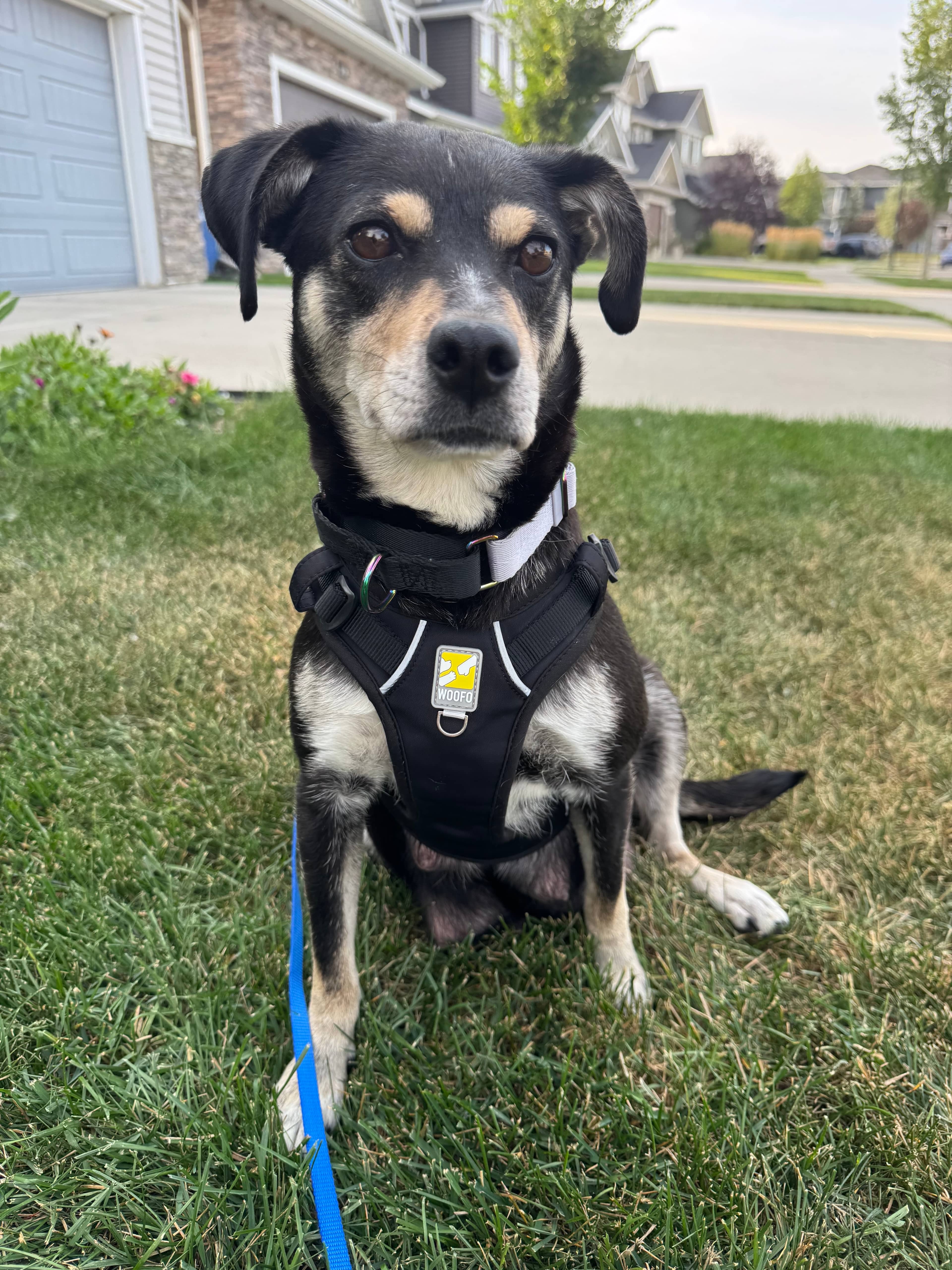 Creamsicle - Dachshund/Miniature Pinscher Mix available for adoption in Alberta