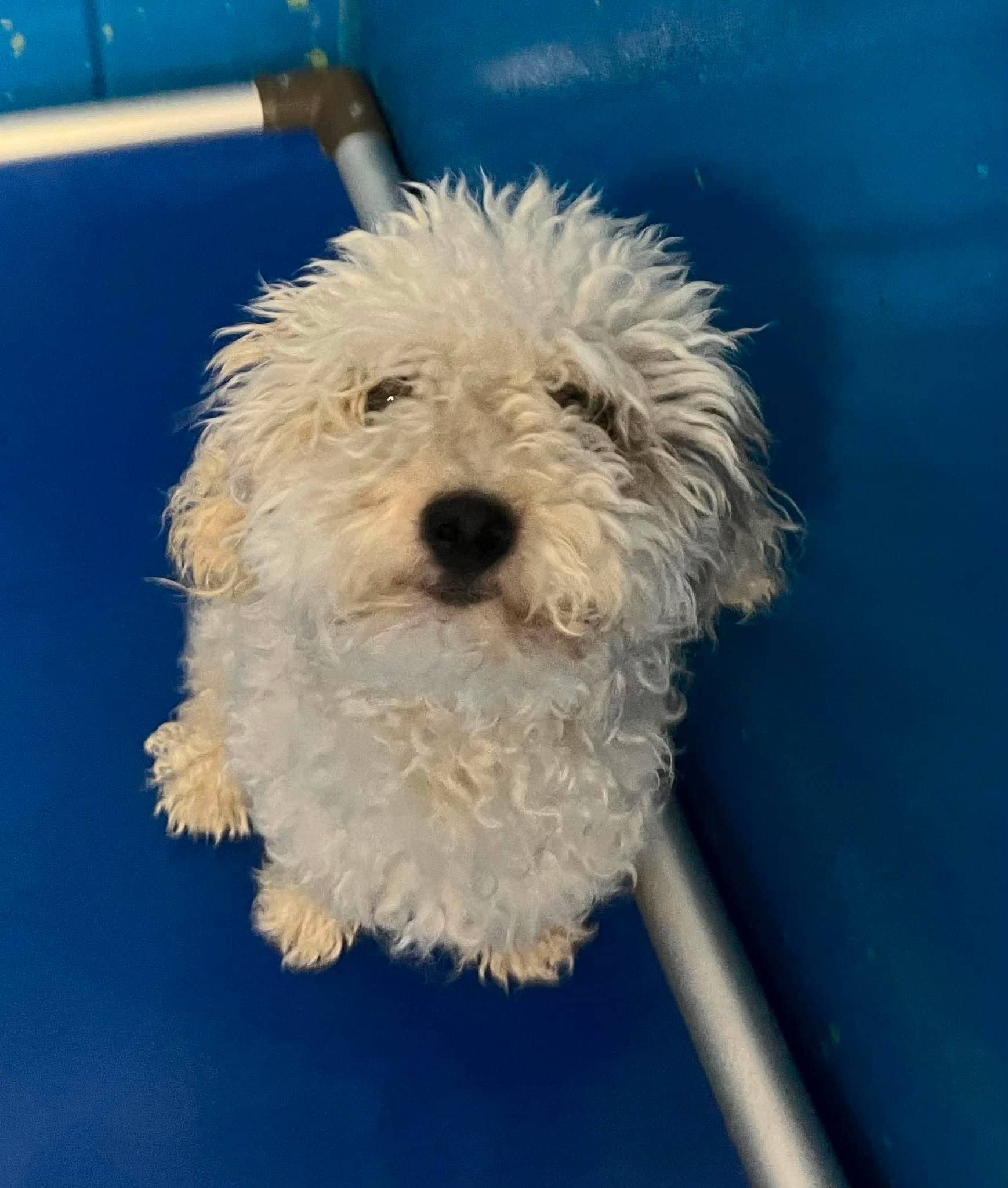 Serena's Song - Minature Poodle Mix available for adoption in Alberta