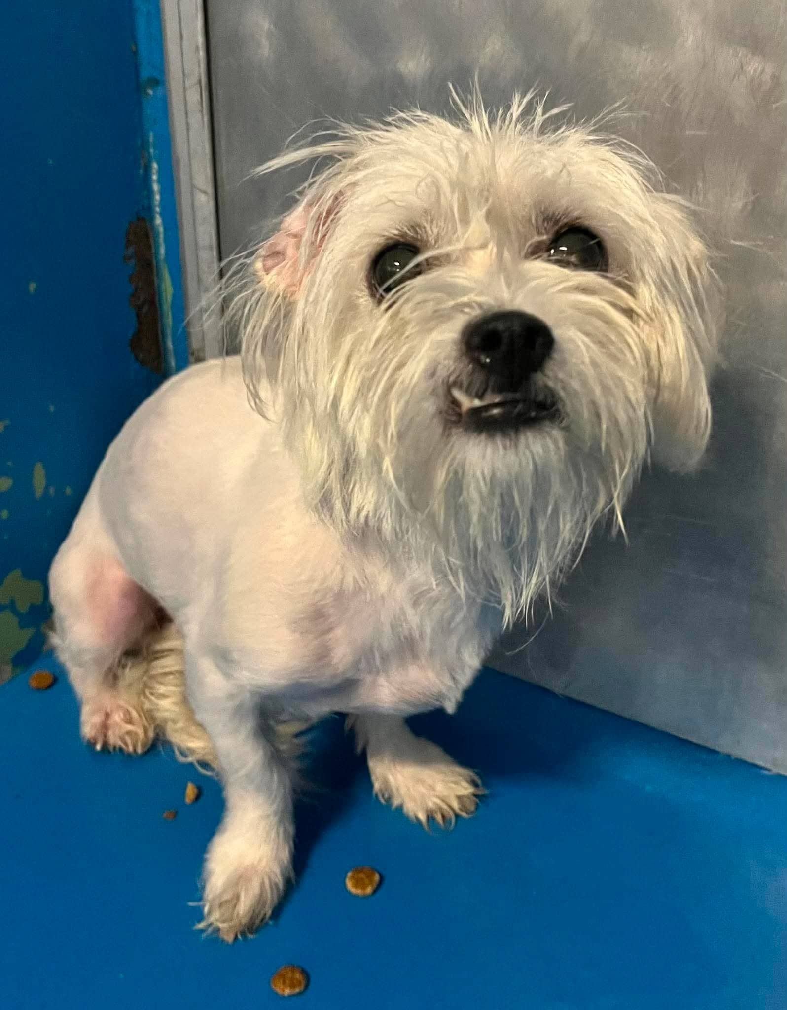 Montrose - Maltese Mix available for adoption in Alberta