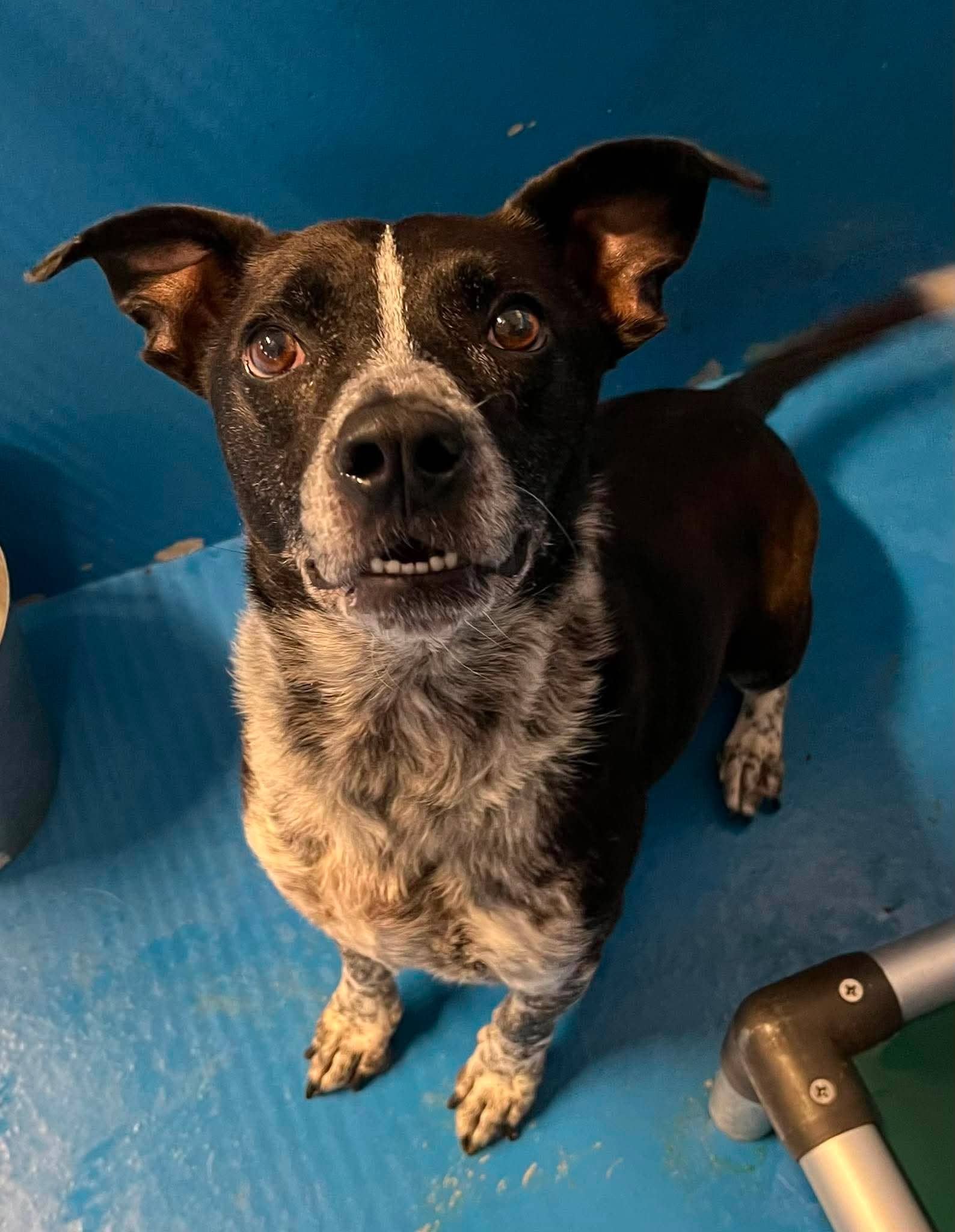 Secretariat - Queensland Heeler Mix available for adoption in Alberta