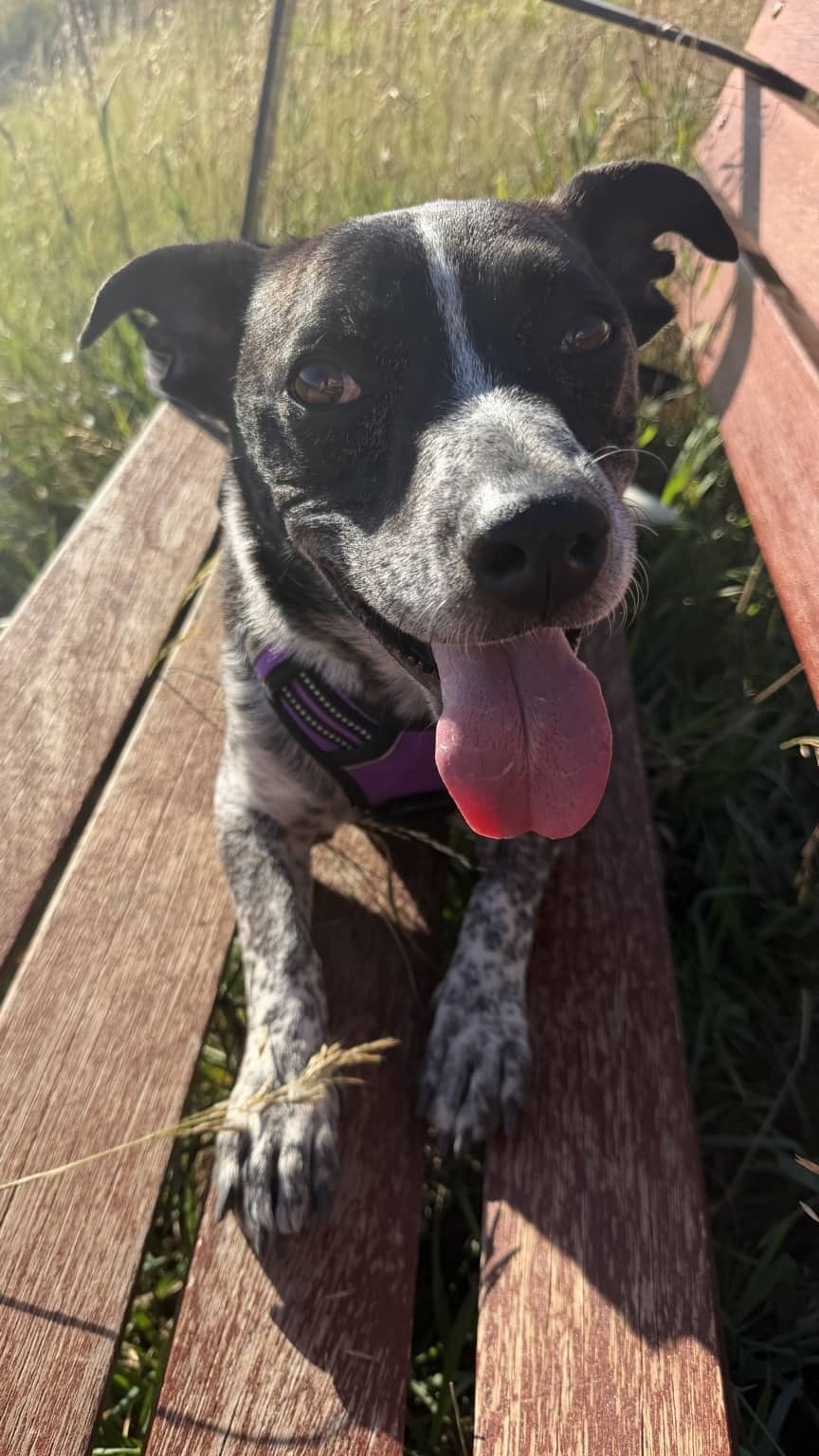 Secretariat - Queensland Heeler Mix available for adoption in Alberta