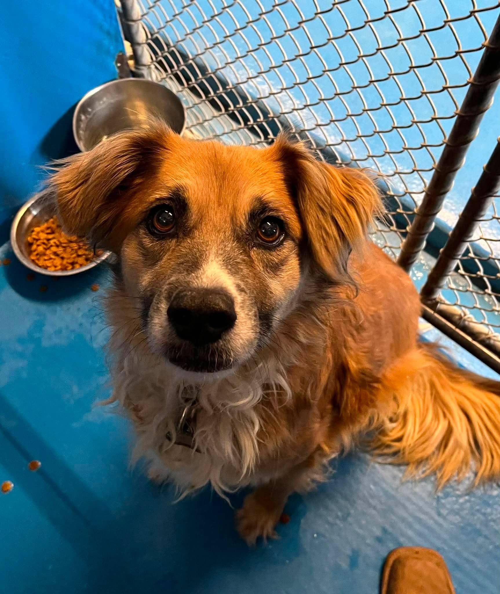 Cleopatra - German Shepherd Mix available for adoption in Alberta