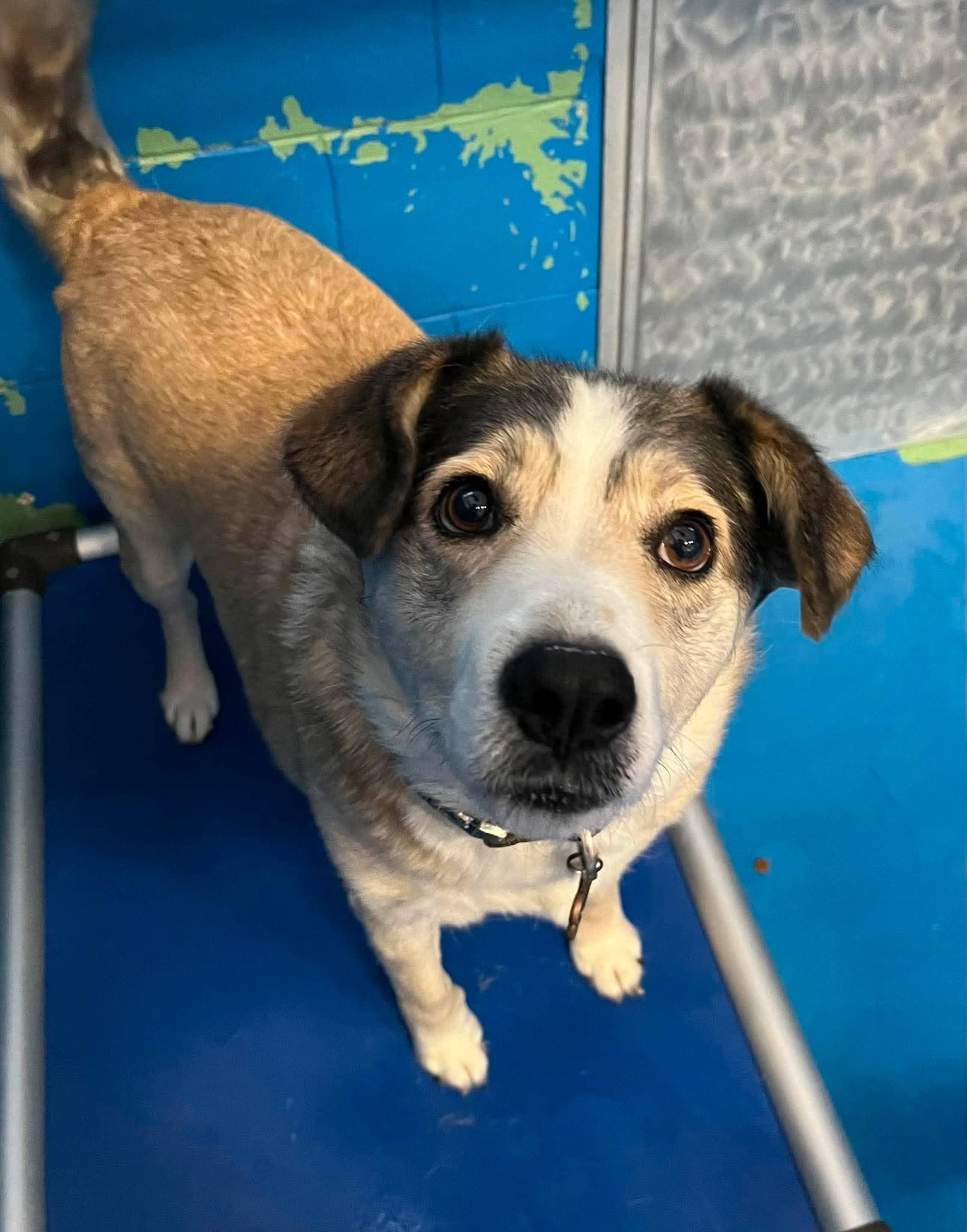 Seabiscuit - German Shepherd Mix available for adoption in Alberta