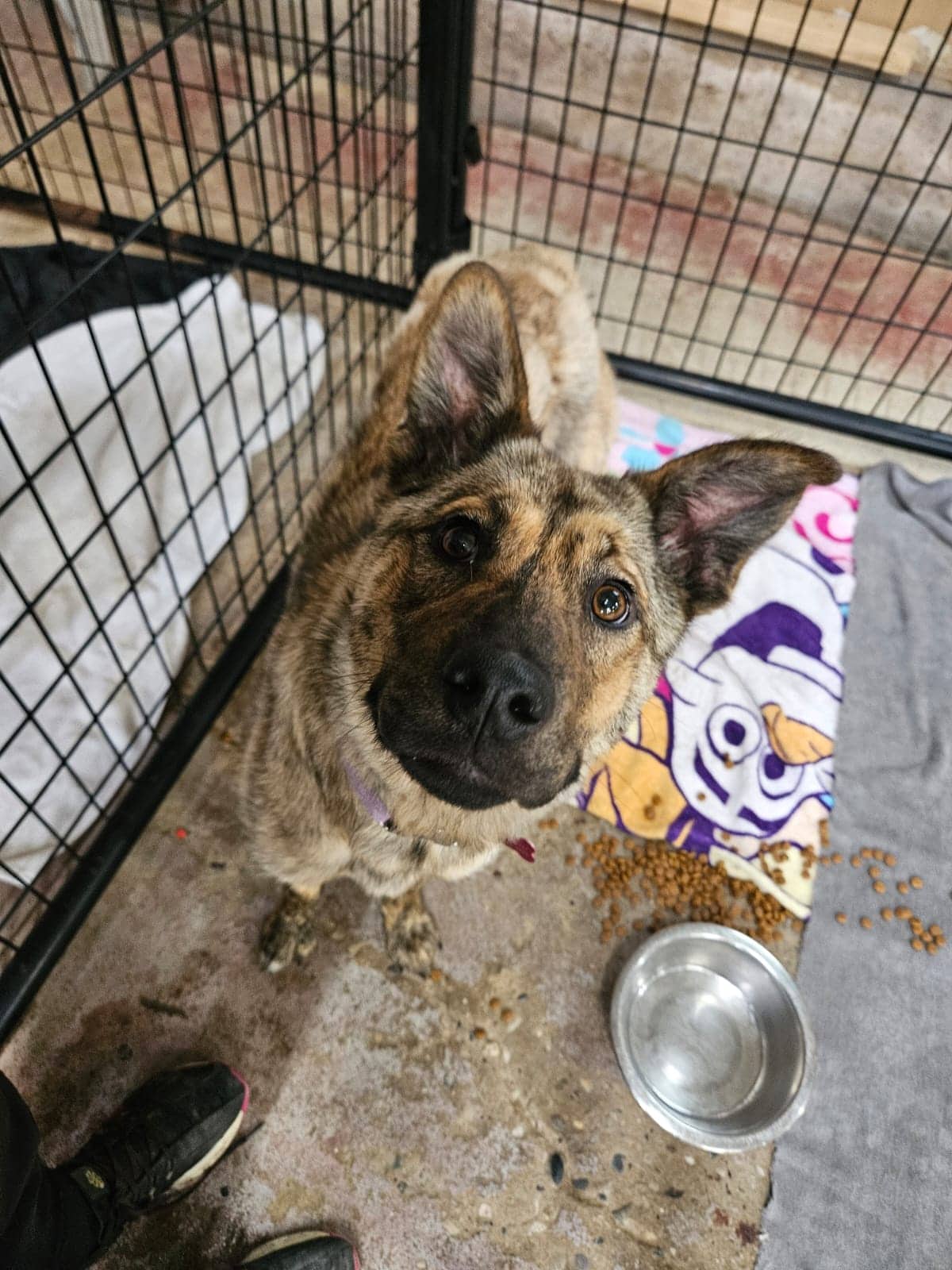 Greta - Shepherd Mix available for adoption in Alberta