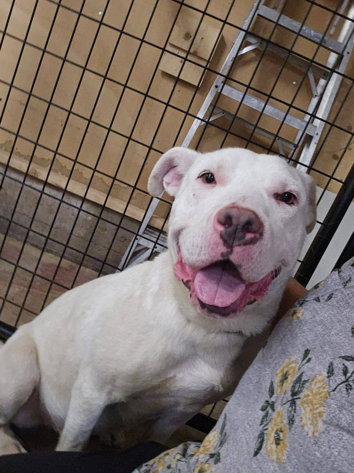 Dove - Pit Bull Terrier Mix available for adoption in Alberta