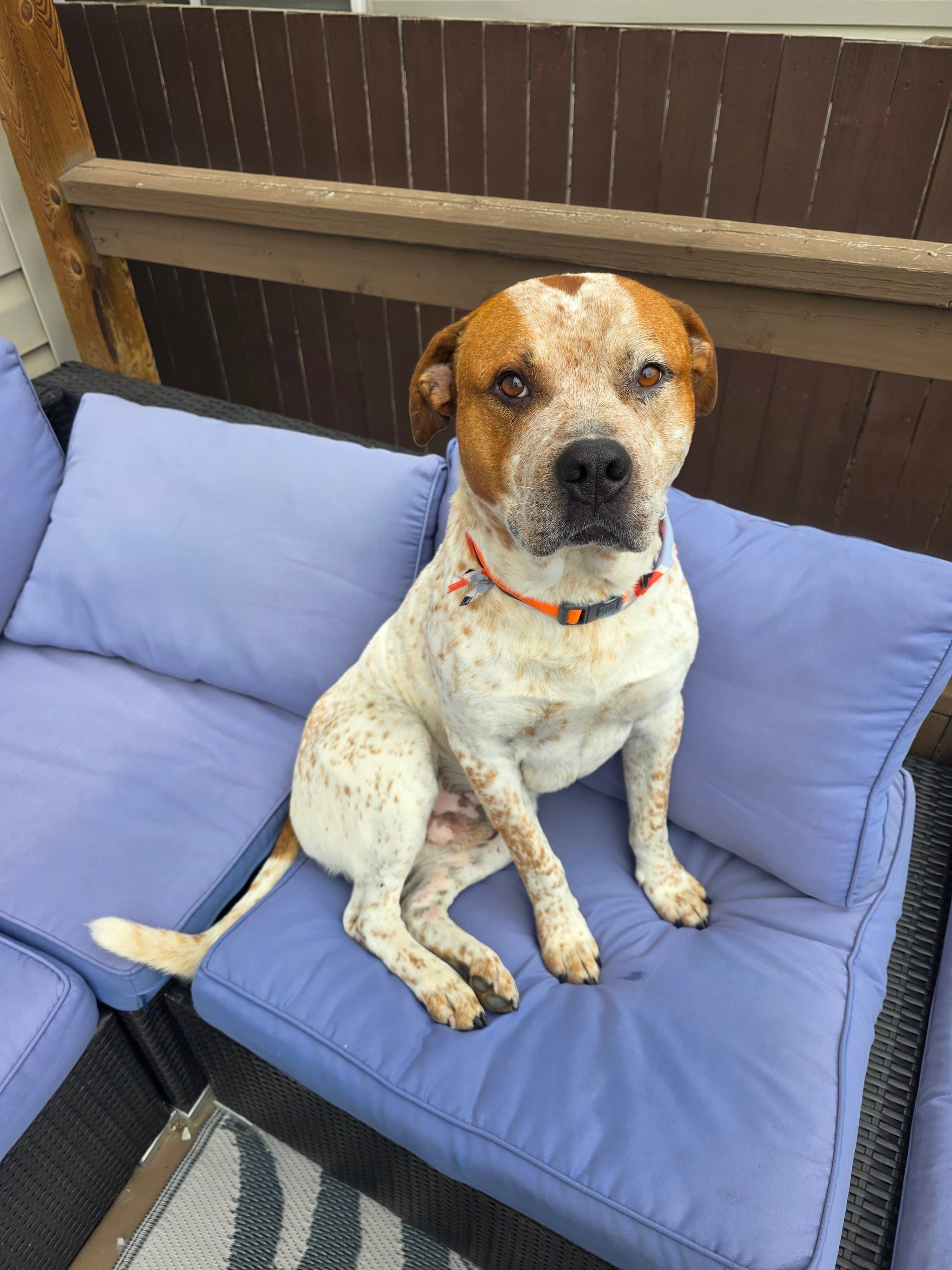 Leroy - Bully Mix available for adoption in Alberta