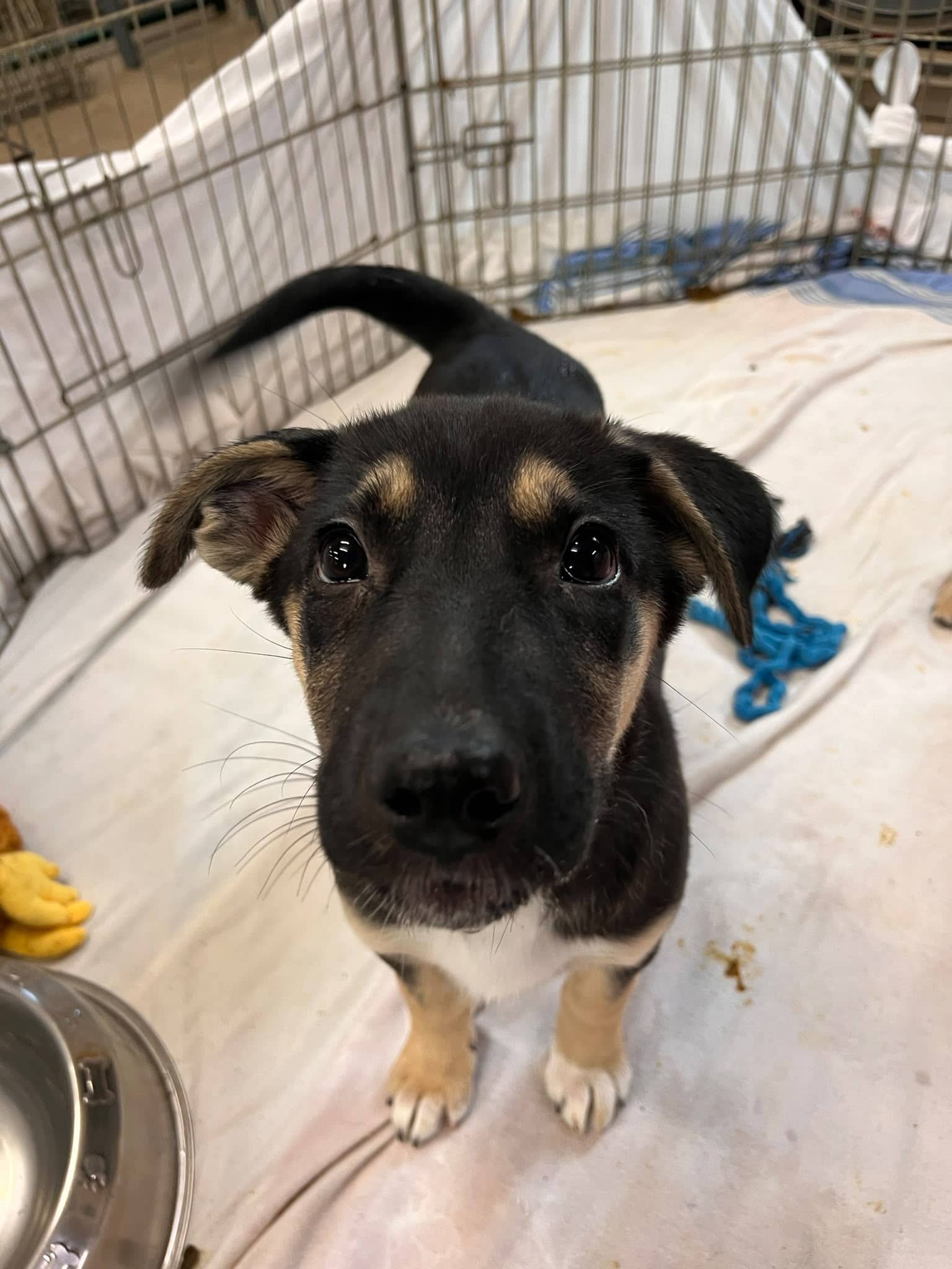 Brenda - Shepherd Mix available for adoption in Calgary