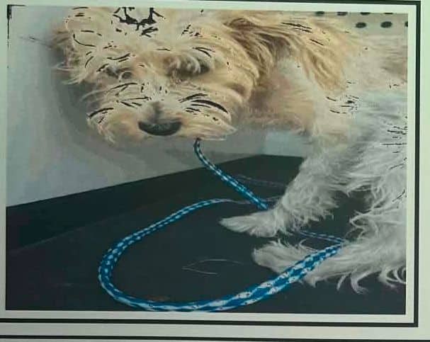 Azra - Yorkshire Terrier Mix available for adoption in Alberta