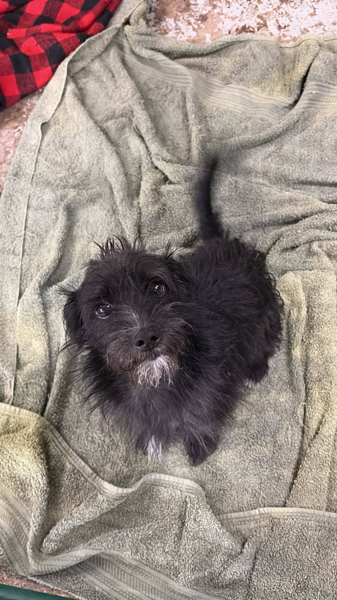 Joe Cotton - Terrier Mix available for adoption in Alberta