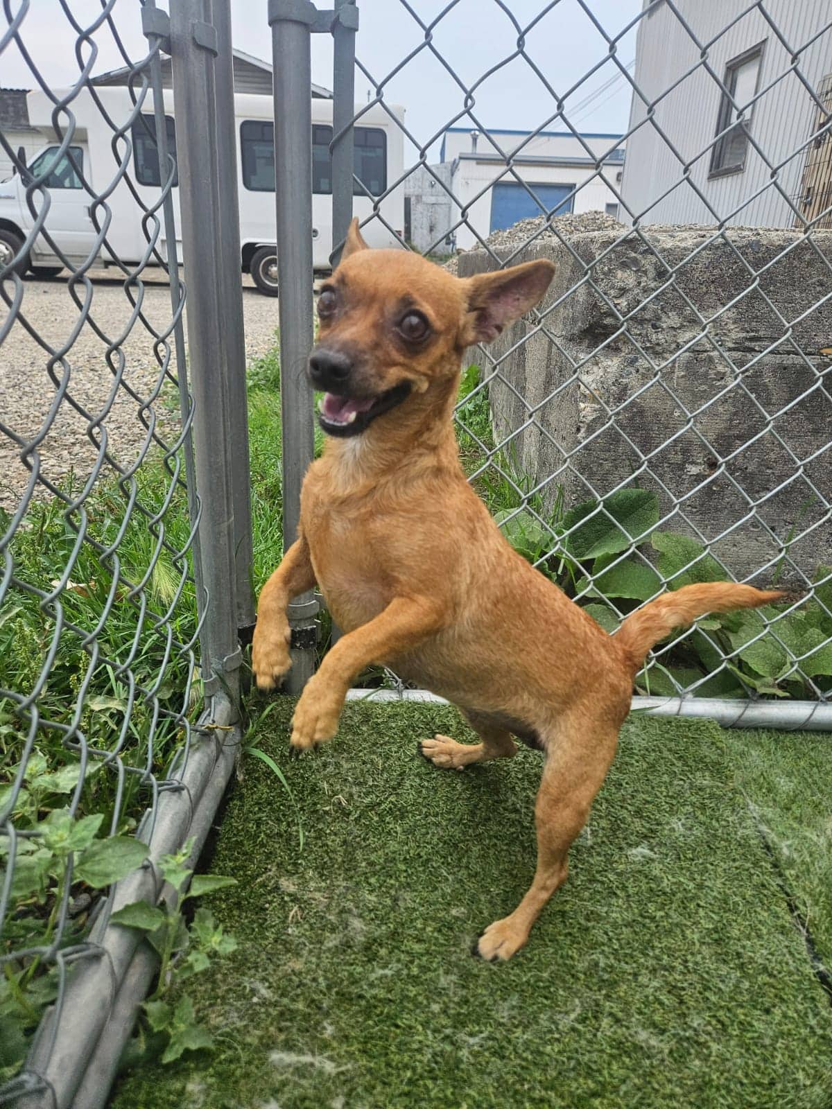 Whiskery - Chihuahua Mix available for adoption in Alberta