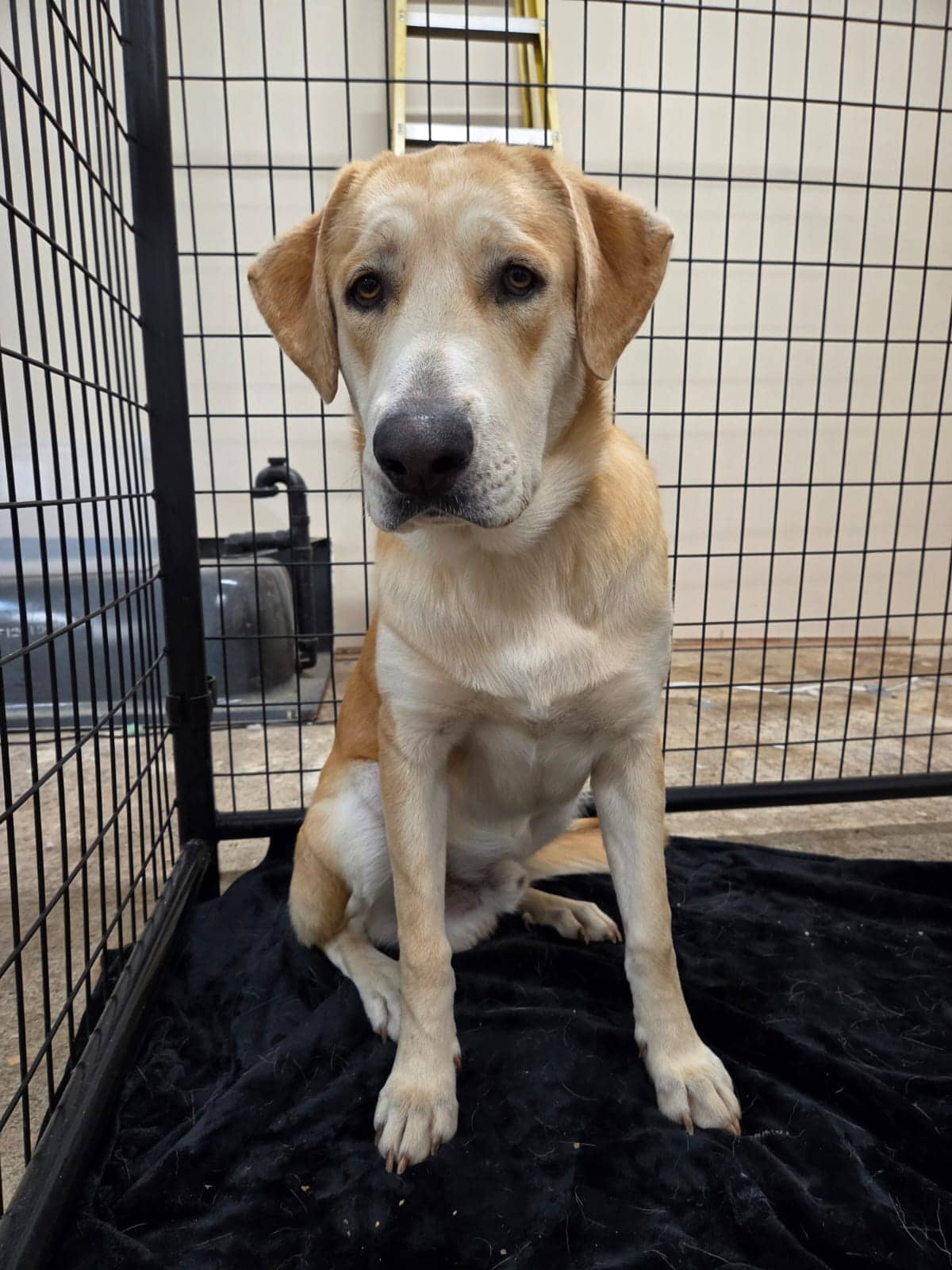 Rudy - Husky/Shepherd/Lab Mix available for adoption in Alberta