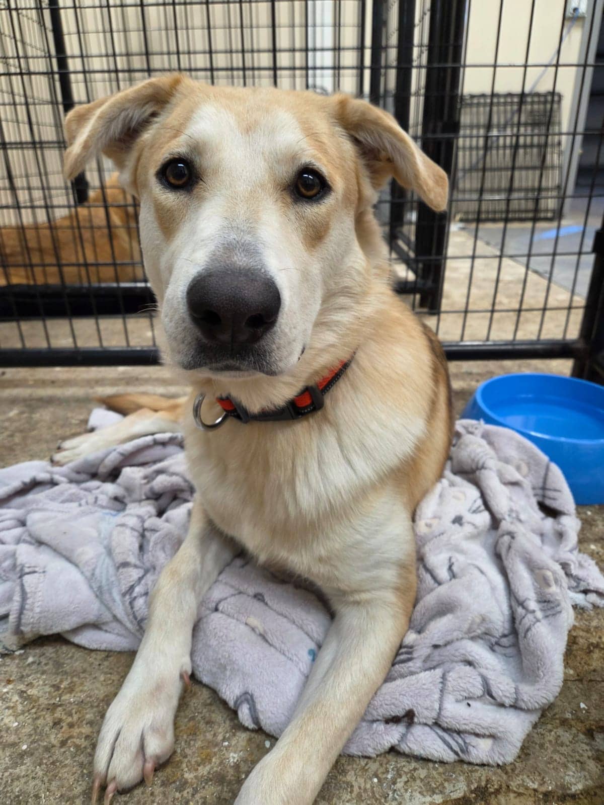 Boop - Husky/Shepherd/Lab Mix available for adoption in Alberta