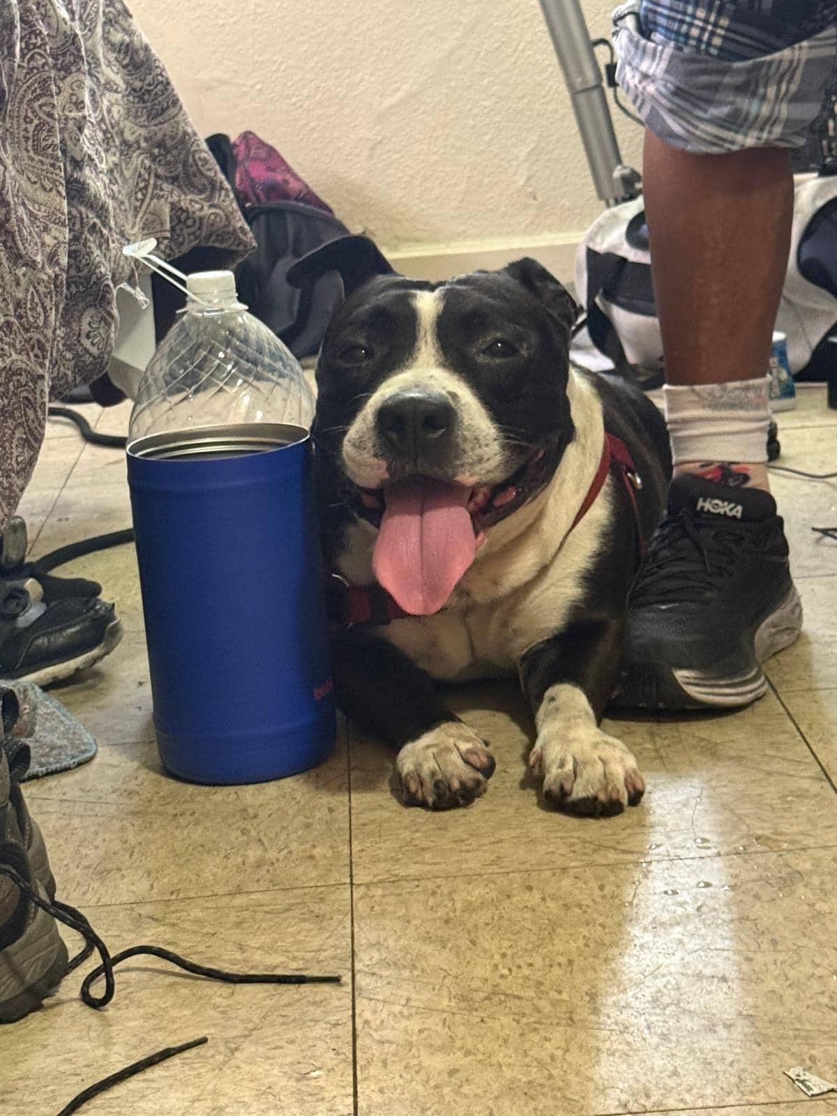Oreo - Pit Bull Terrier Mix available for adoption in Alberta