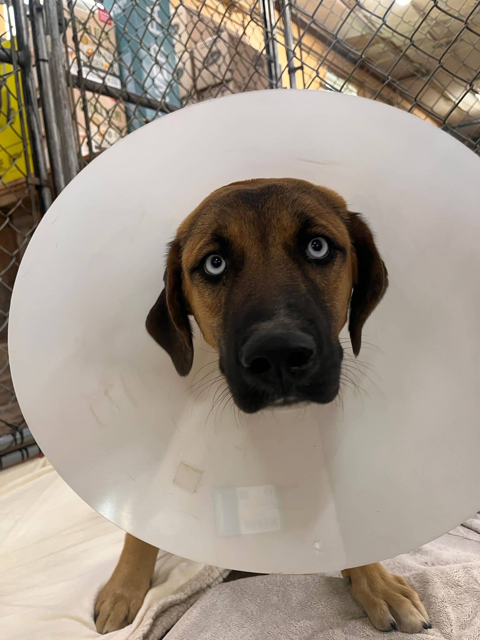 Dorothy - Shepherd Mix available for adoption in Alberta